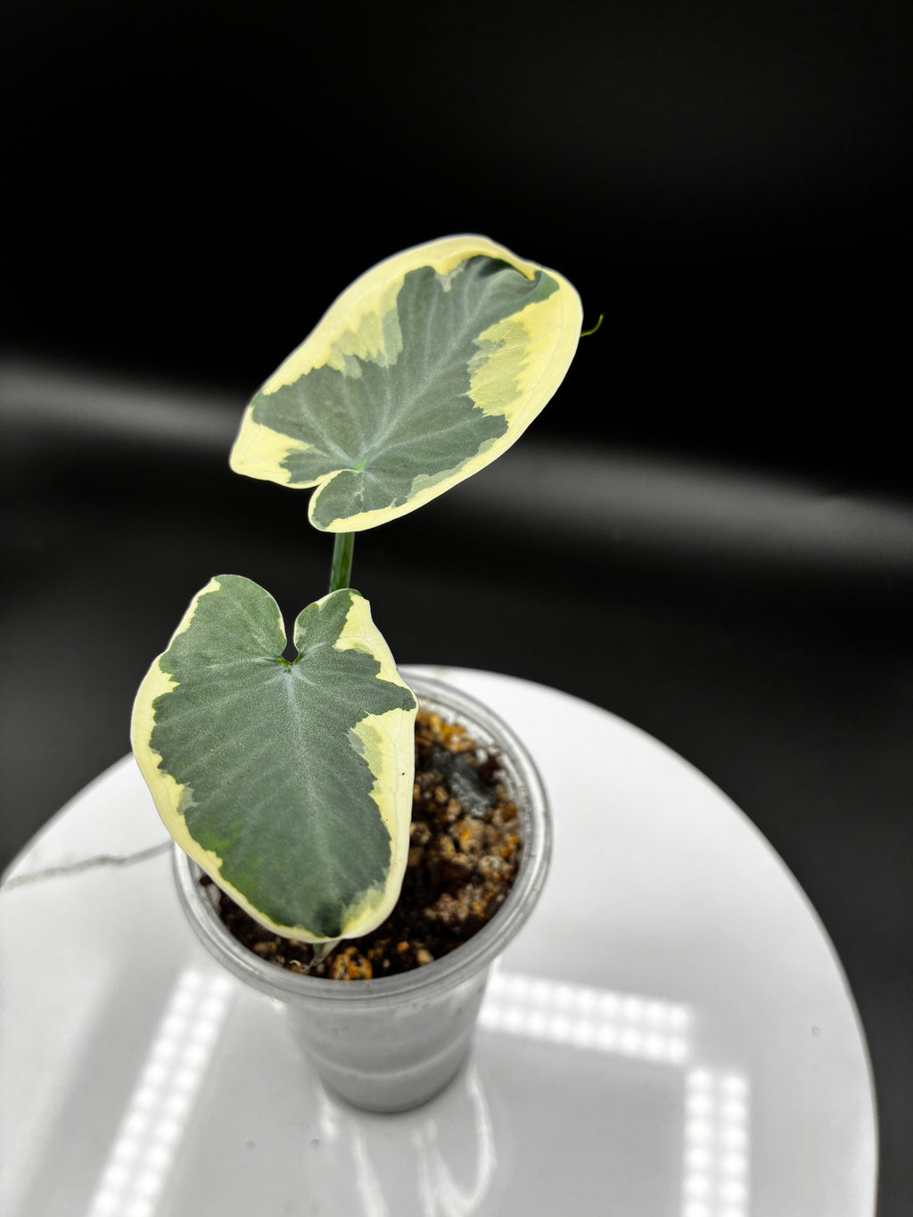 Alocasia Mickey Mouse #0137