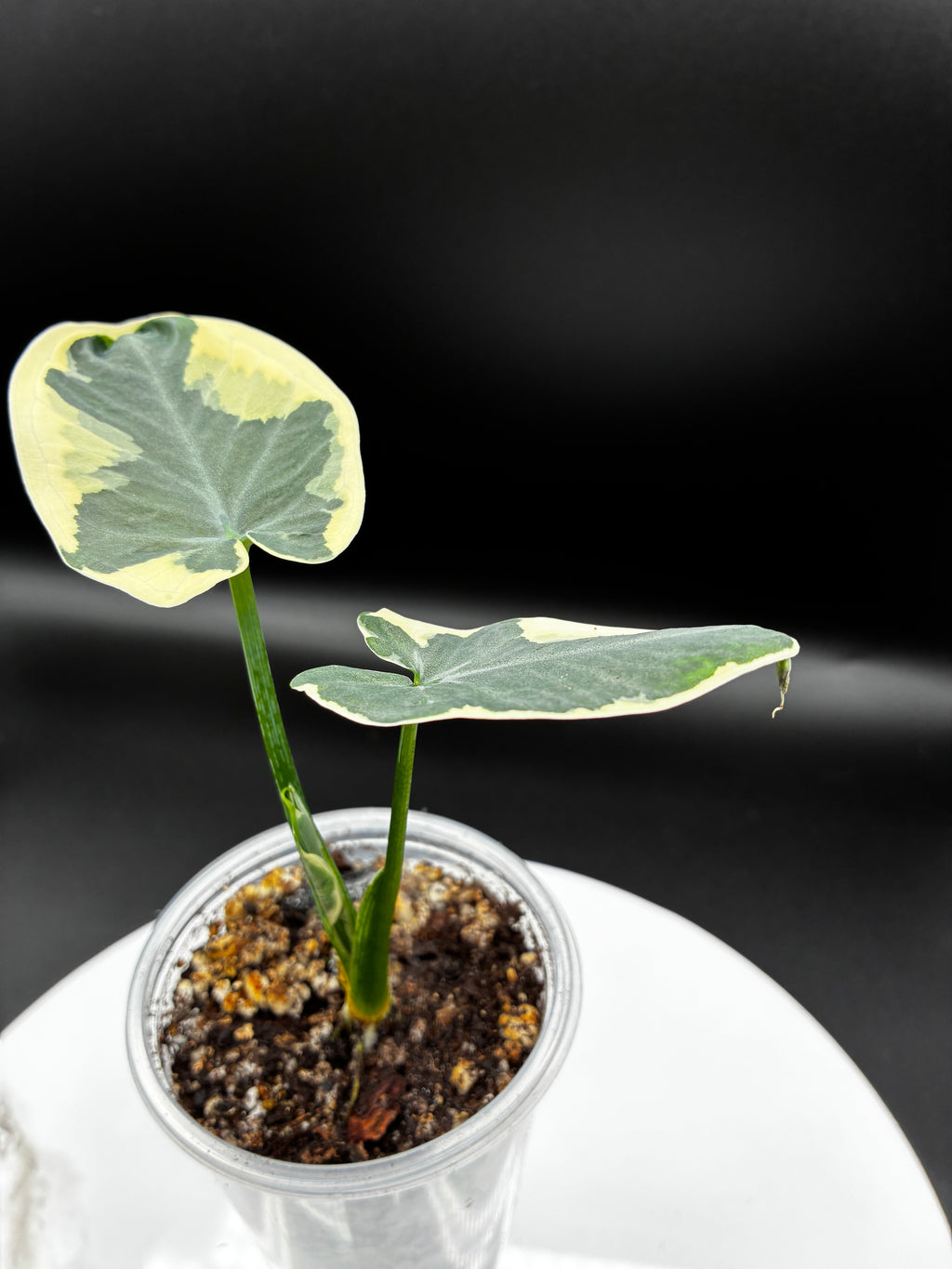 Alocasia Mickey Mouse #0137