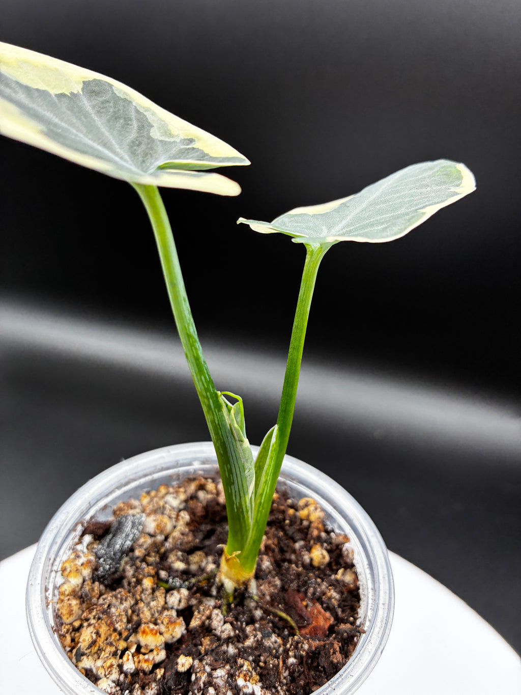 Alocasia Mickey Mouse #0137