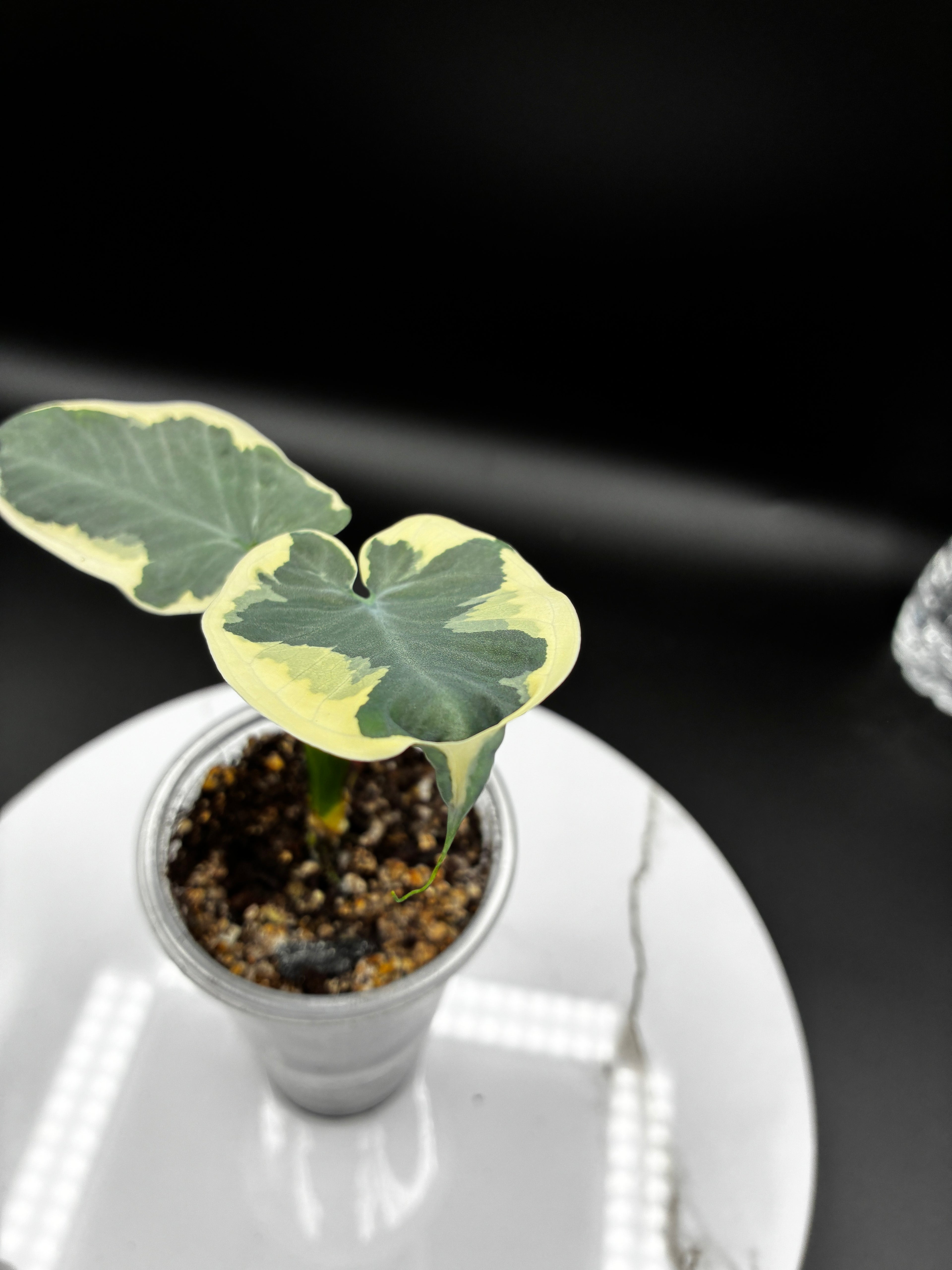 Alocasia Mickey Mouse #0137