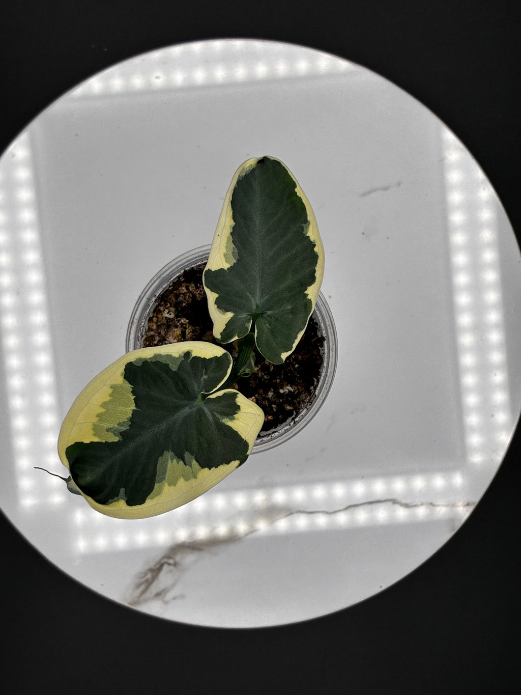 Alocasia Mickey Mouse #0137