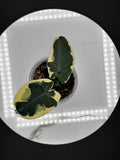 Alocasia Mickey Mouse #0137