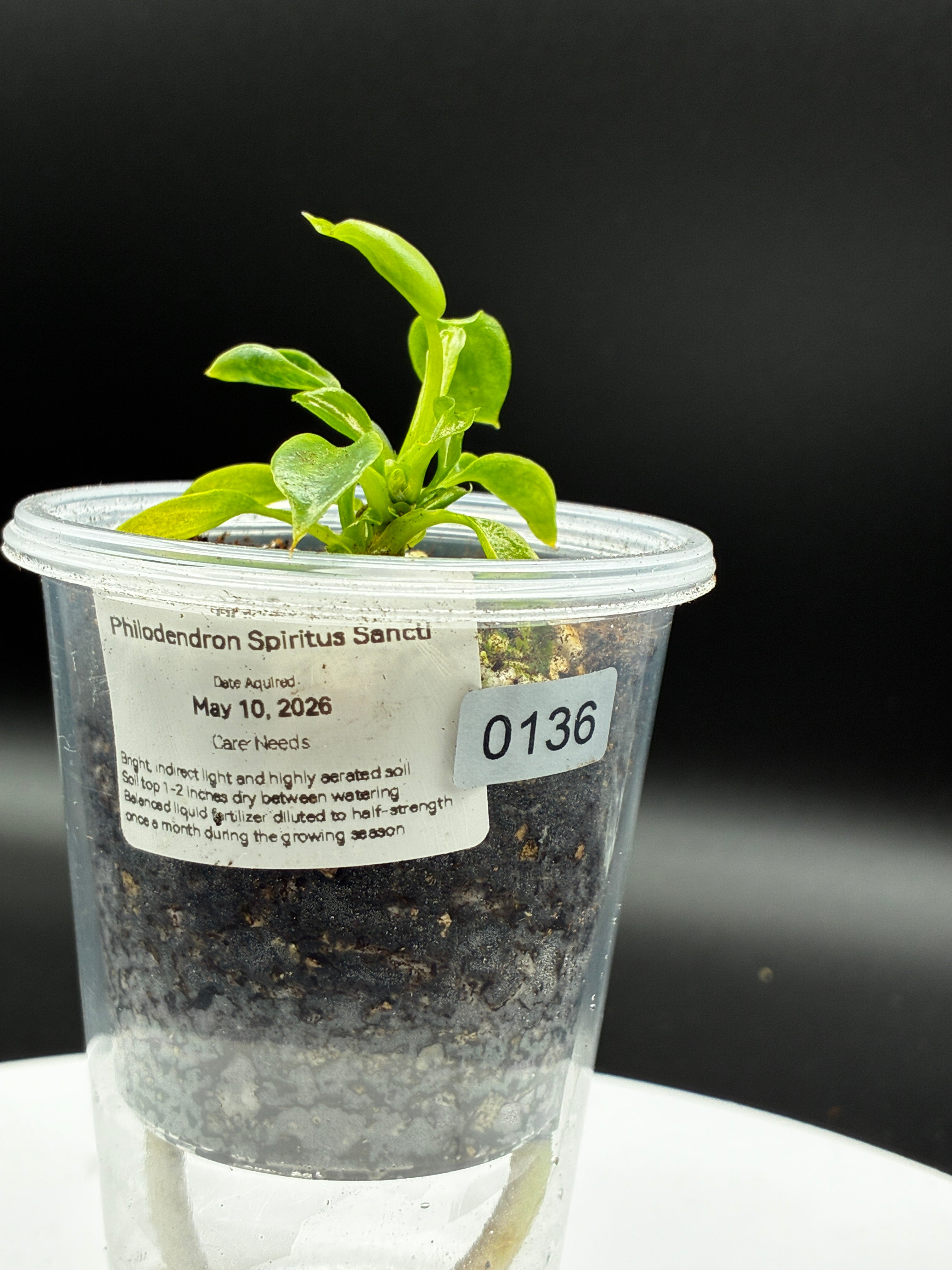 Philodendron Spiritus Sancti #0136