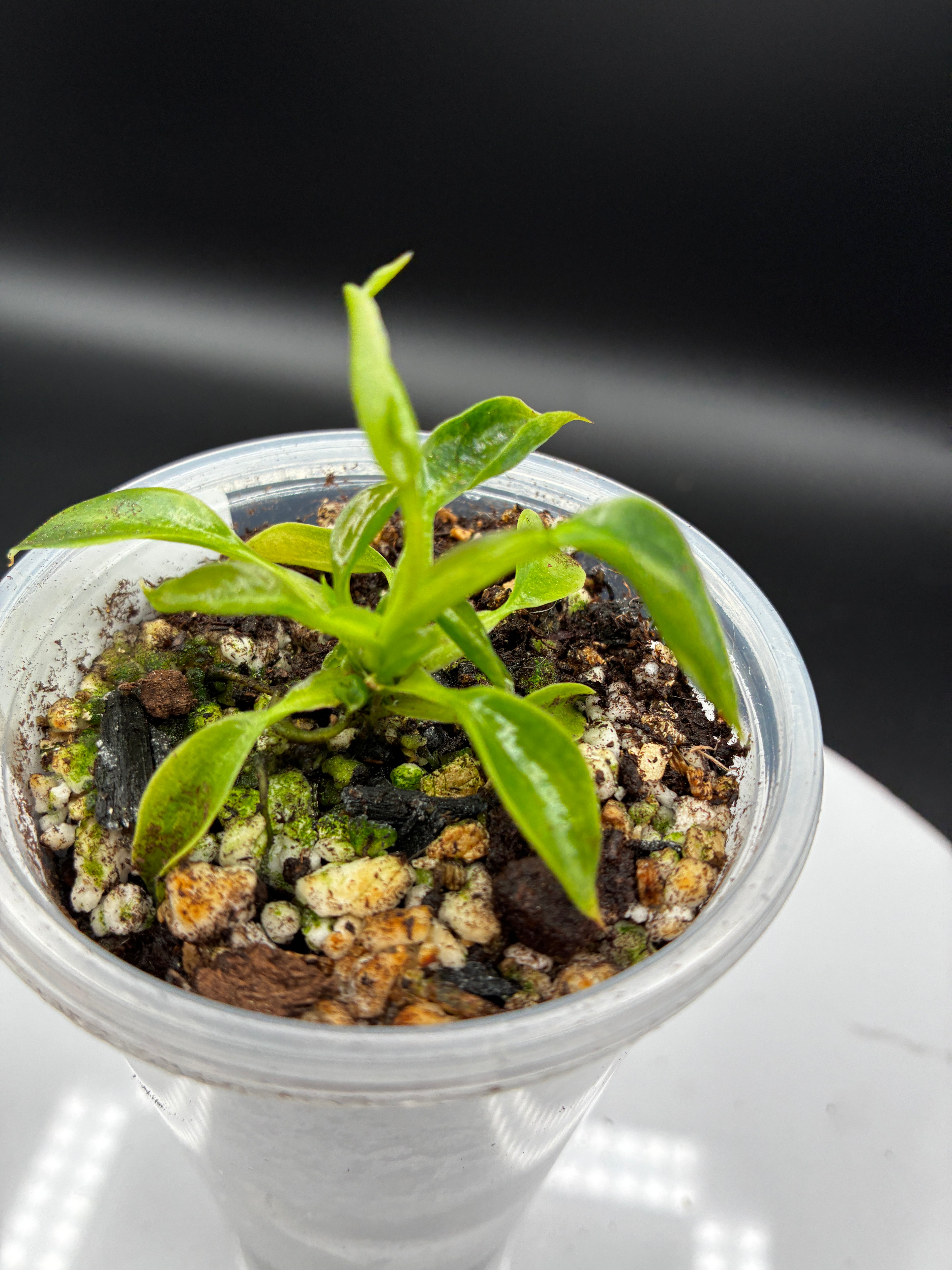 Philodendron Spiritus Sancti #0136