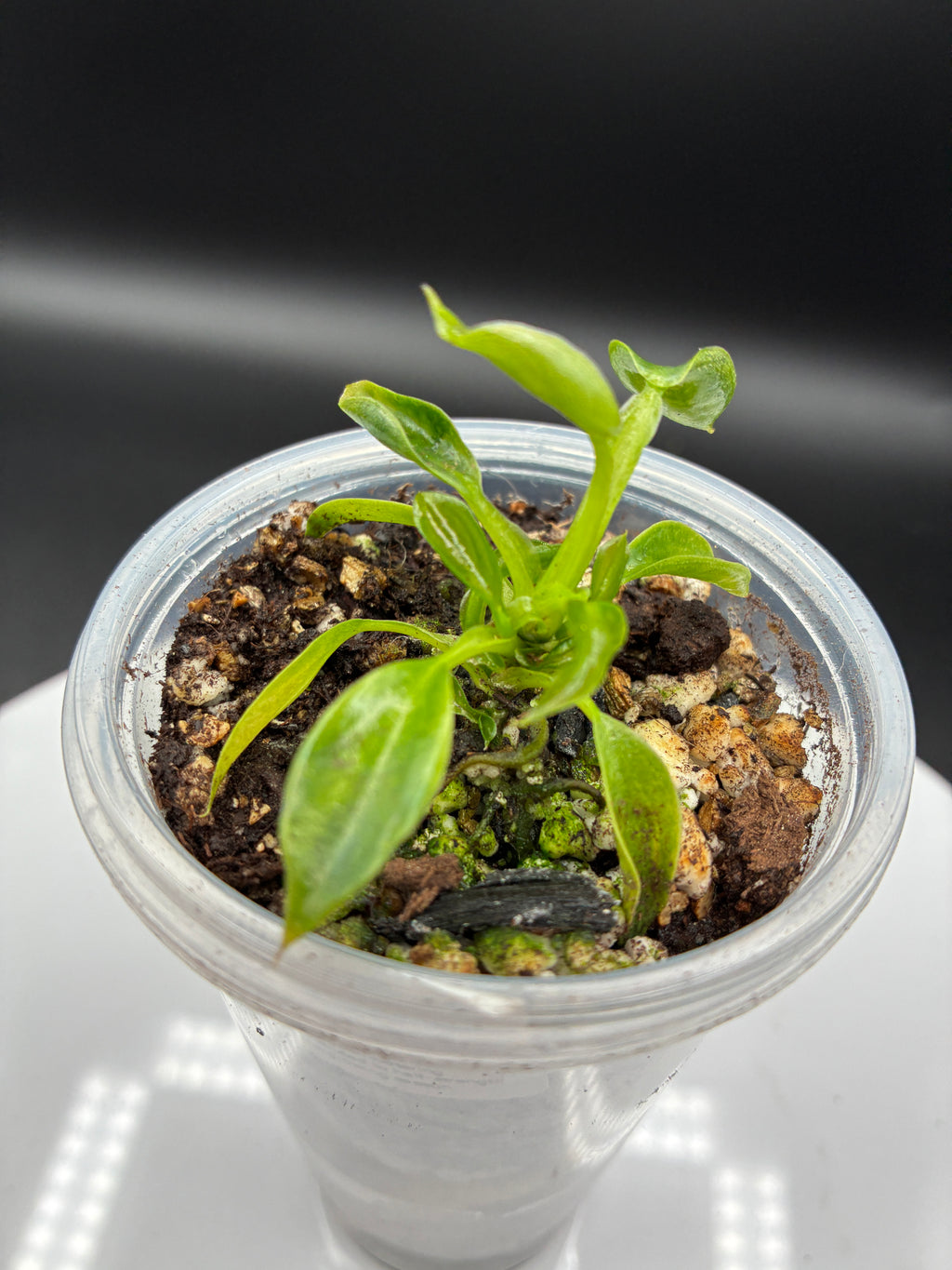 Philodendron Spiritus Sancti #0136