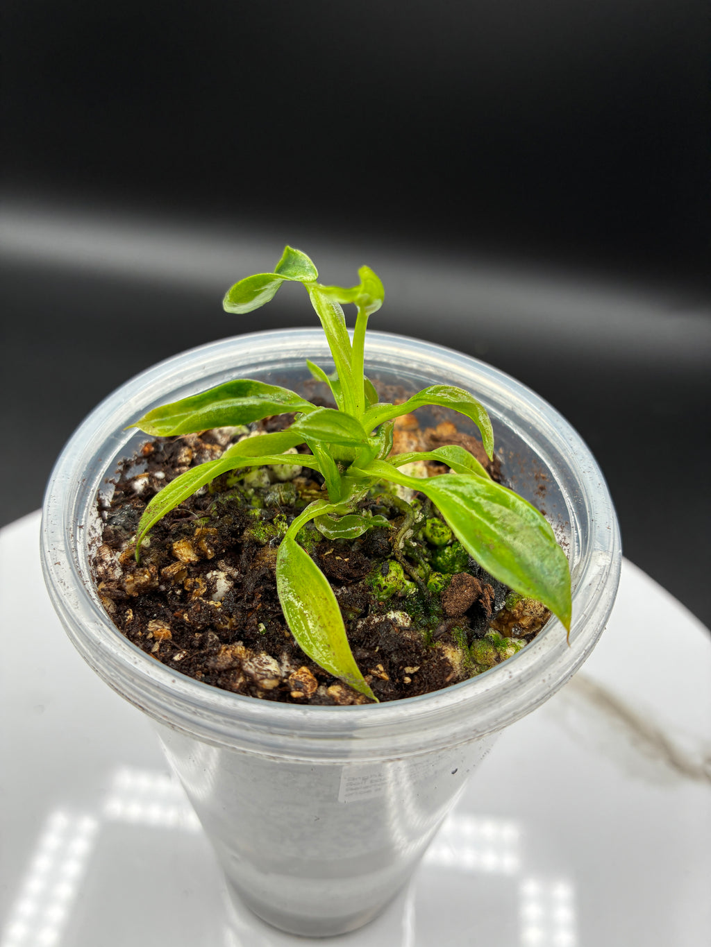 Philodendron Spiritus Sancti #0136