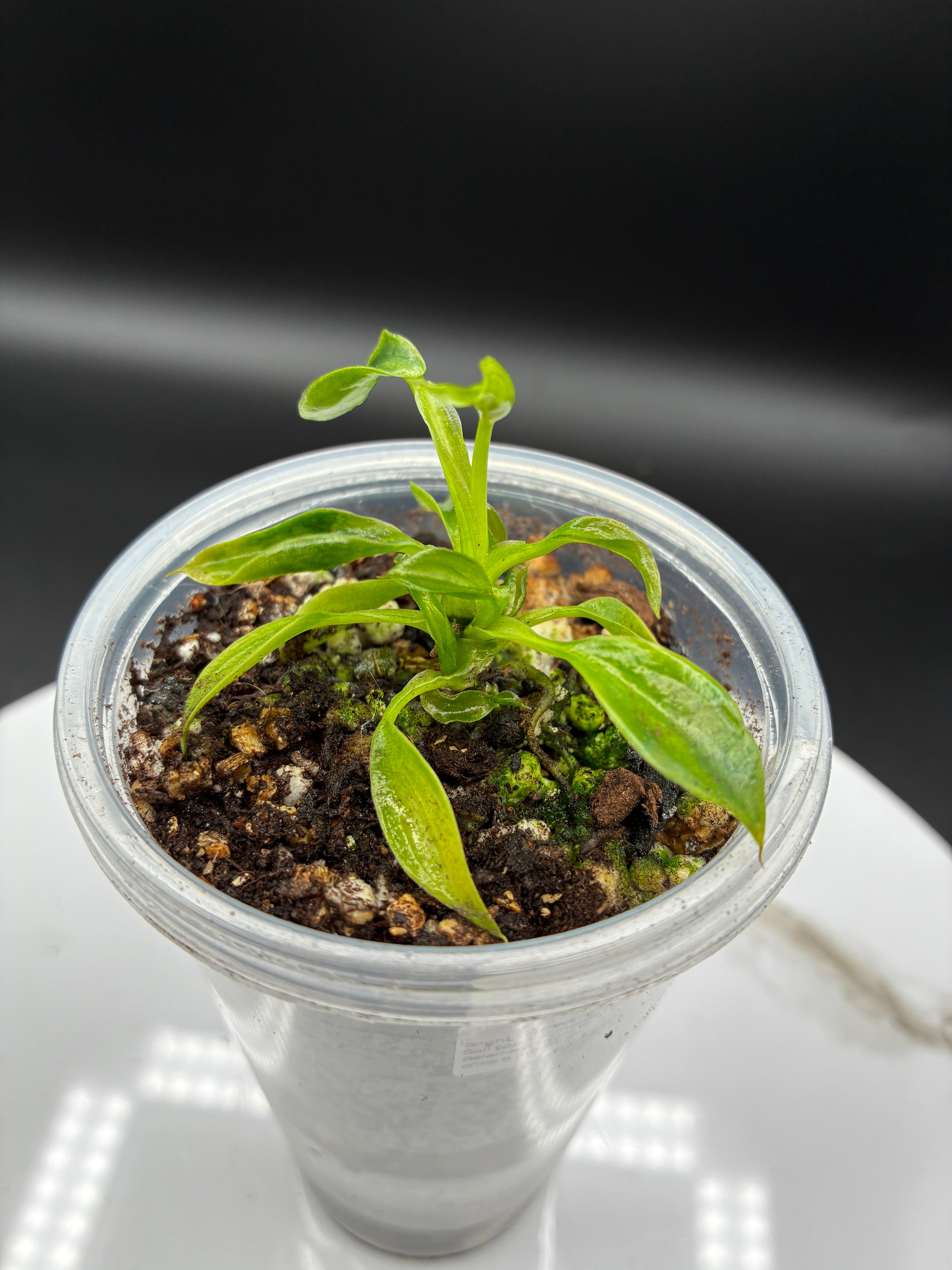 Philodendron Spiritus Sancti #0136