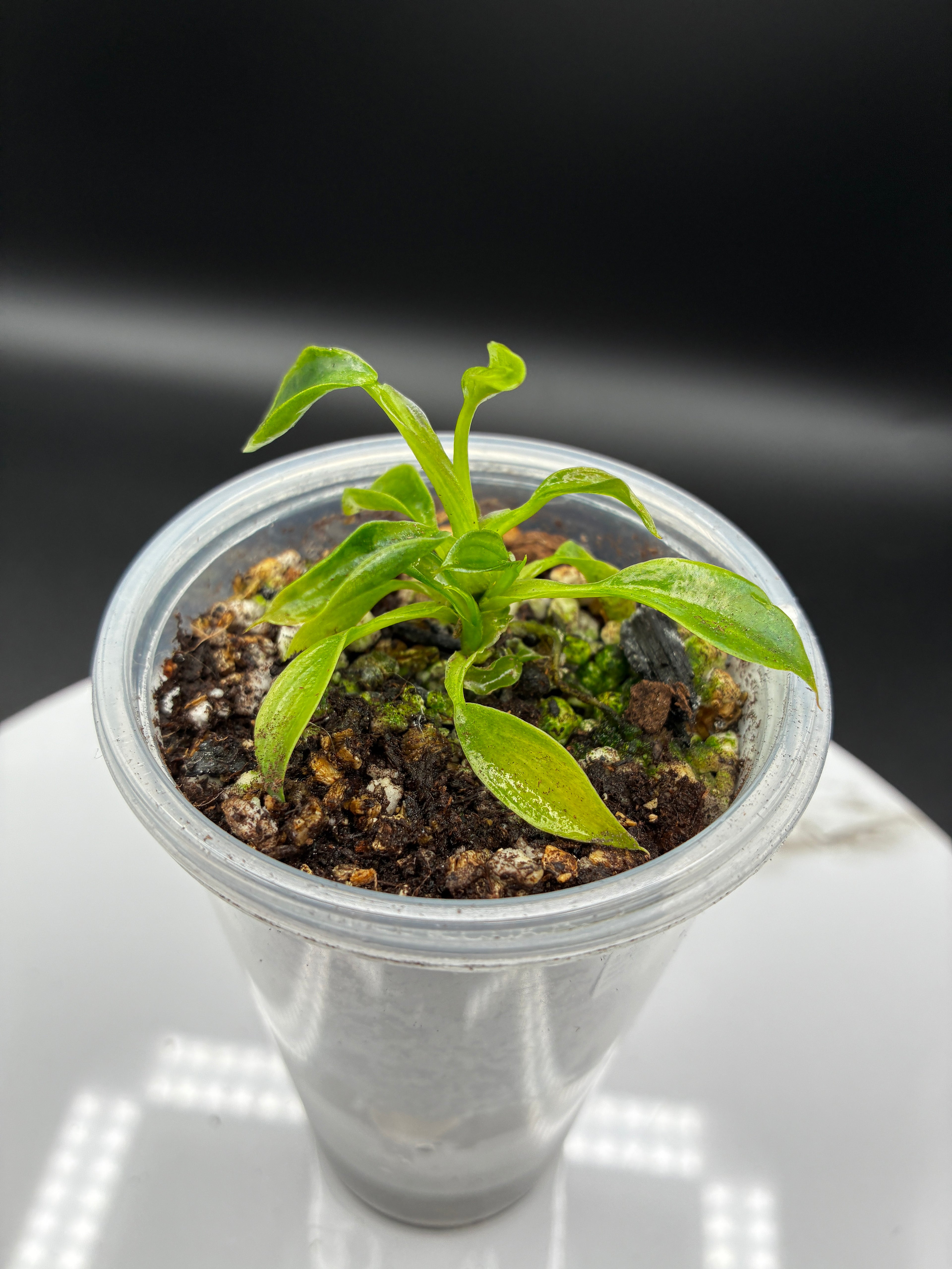 Philodendron Spiritus Sancti #0136