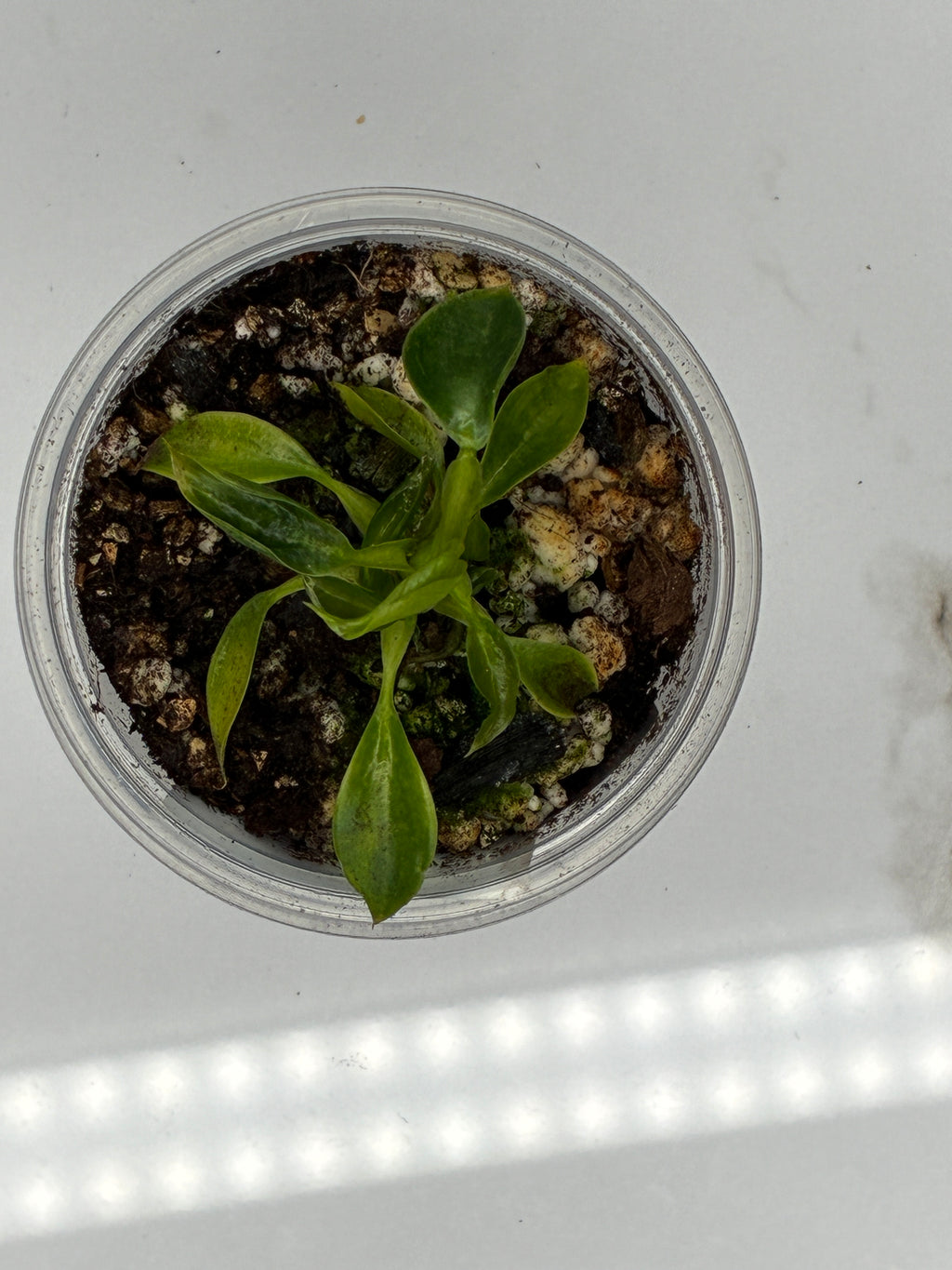 Philodendron Spiritus Sancti #0136
