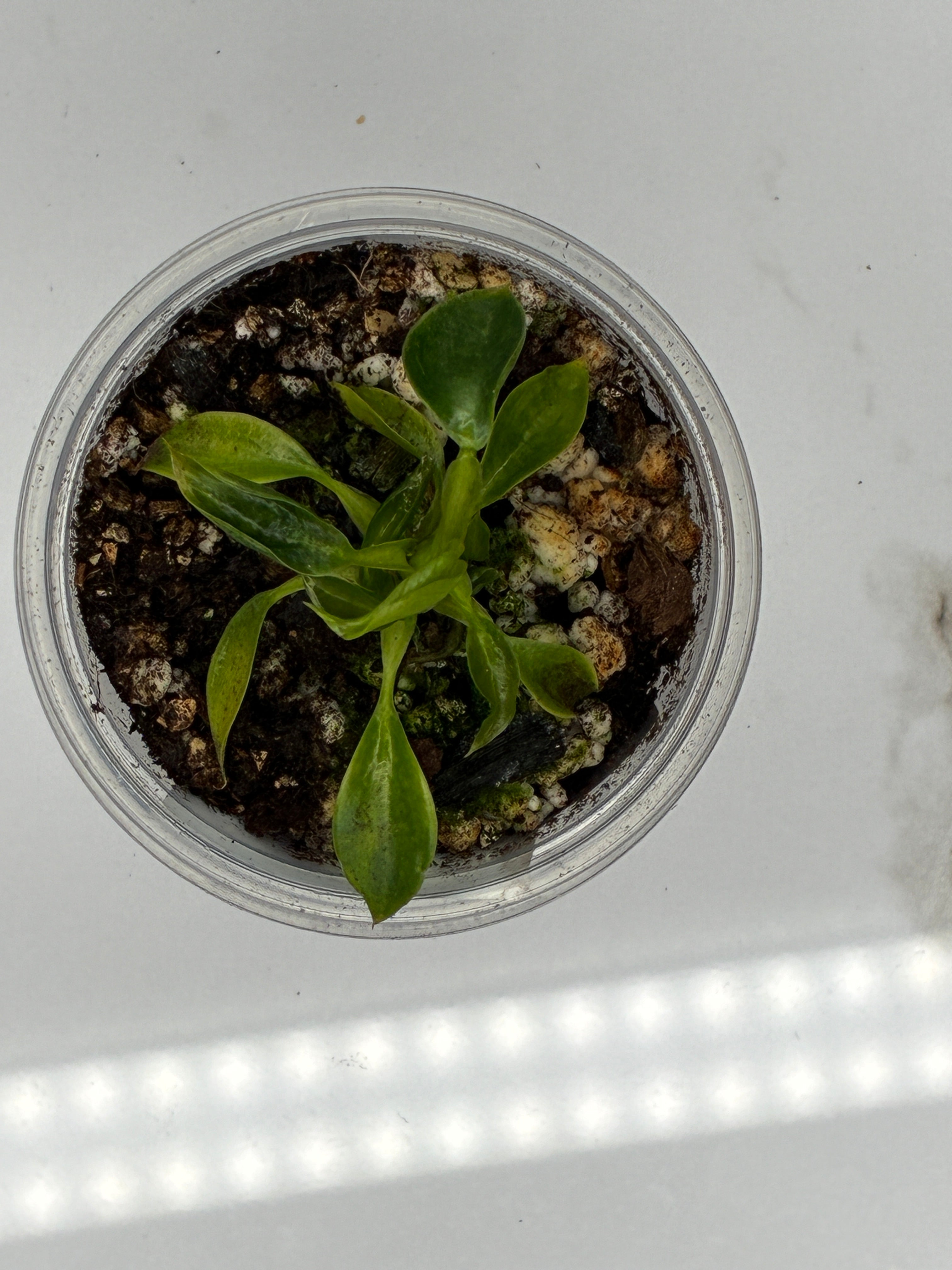 Philodendron Spiritus Sancti #0136