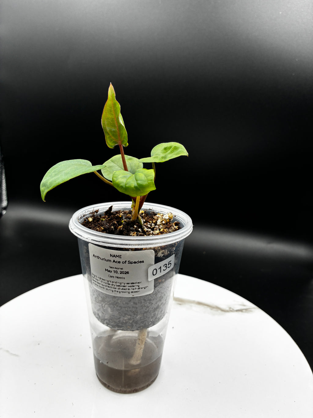 Anthurium Ace of Spades #0135