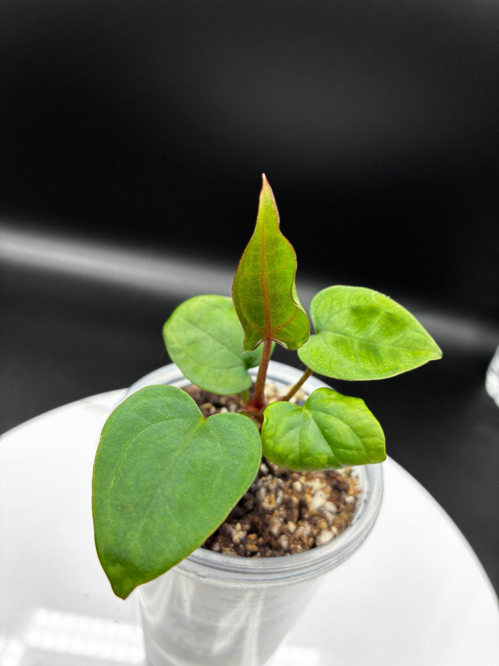 Anthurium Ace of Spades #0135