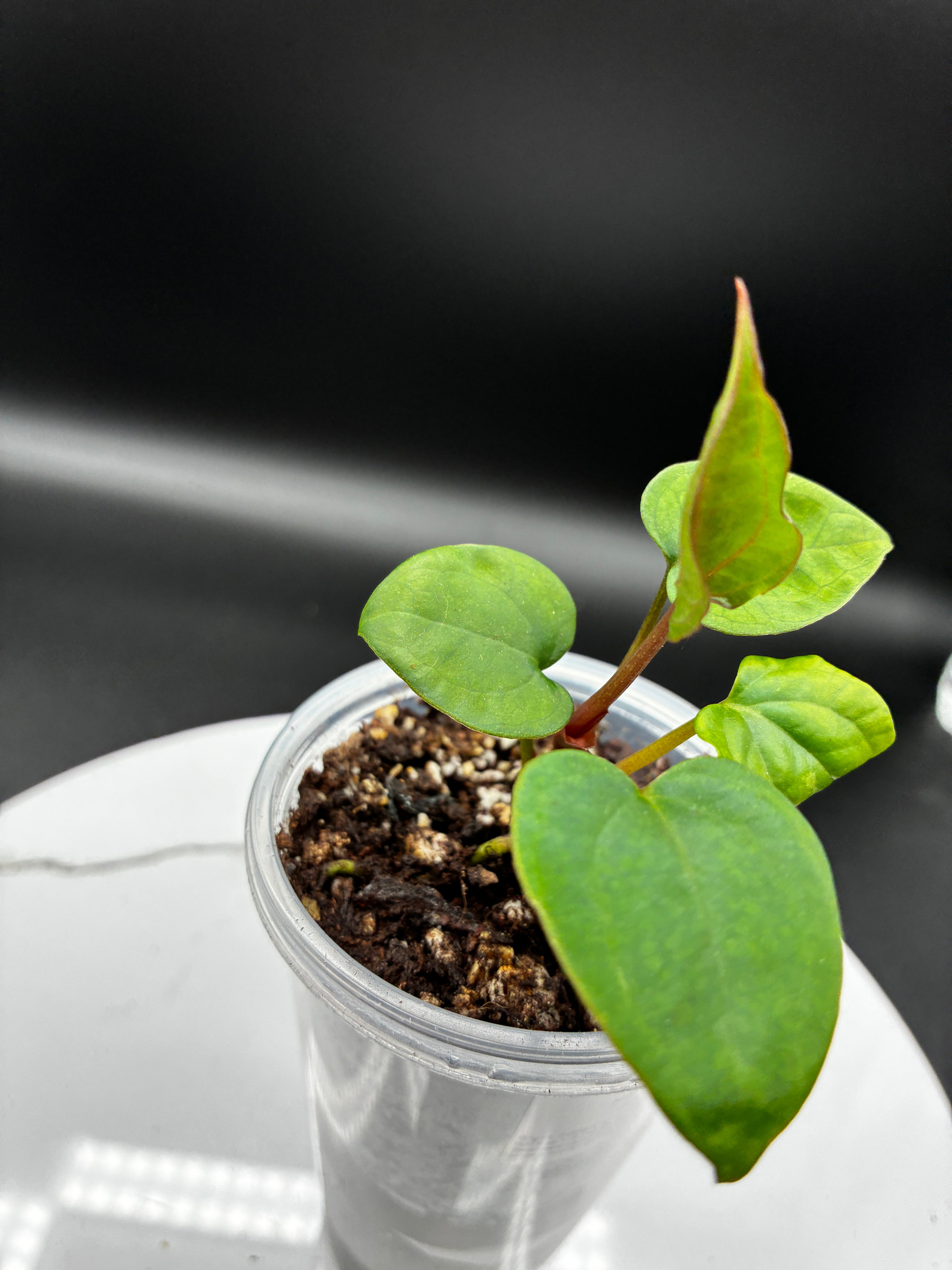 Anthurium Ace of Spades #0135