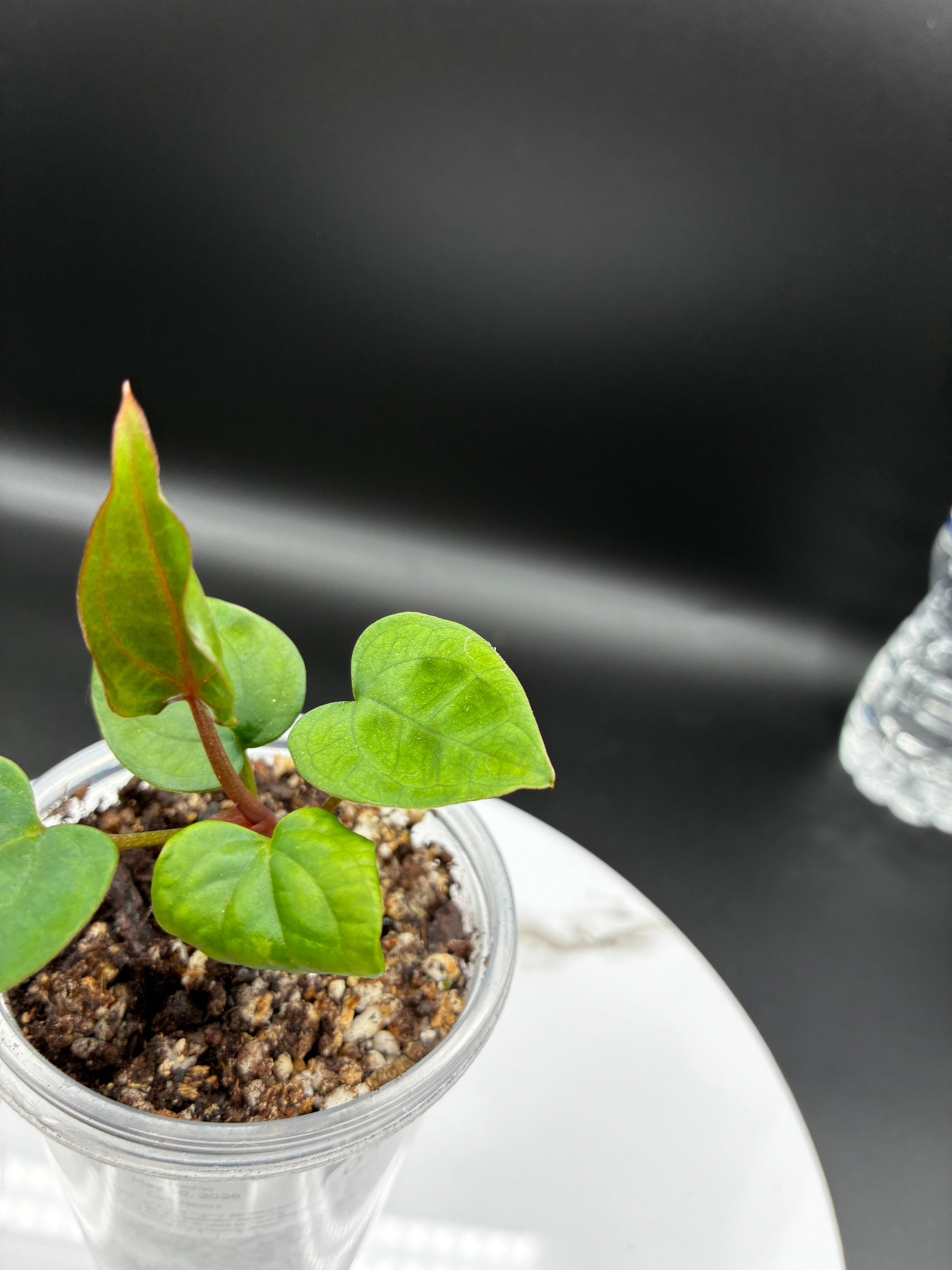 Anthurium Ace of Spades #0135