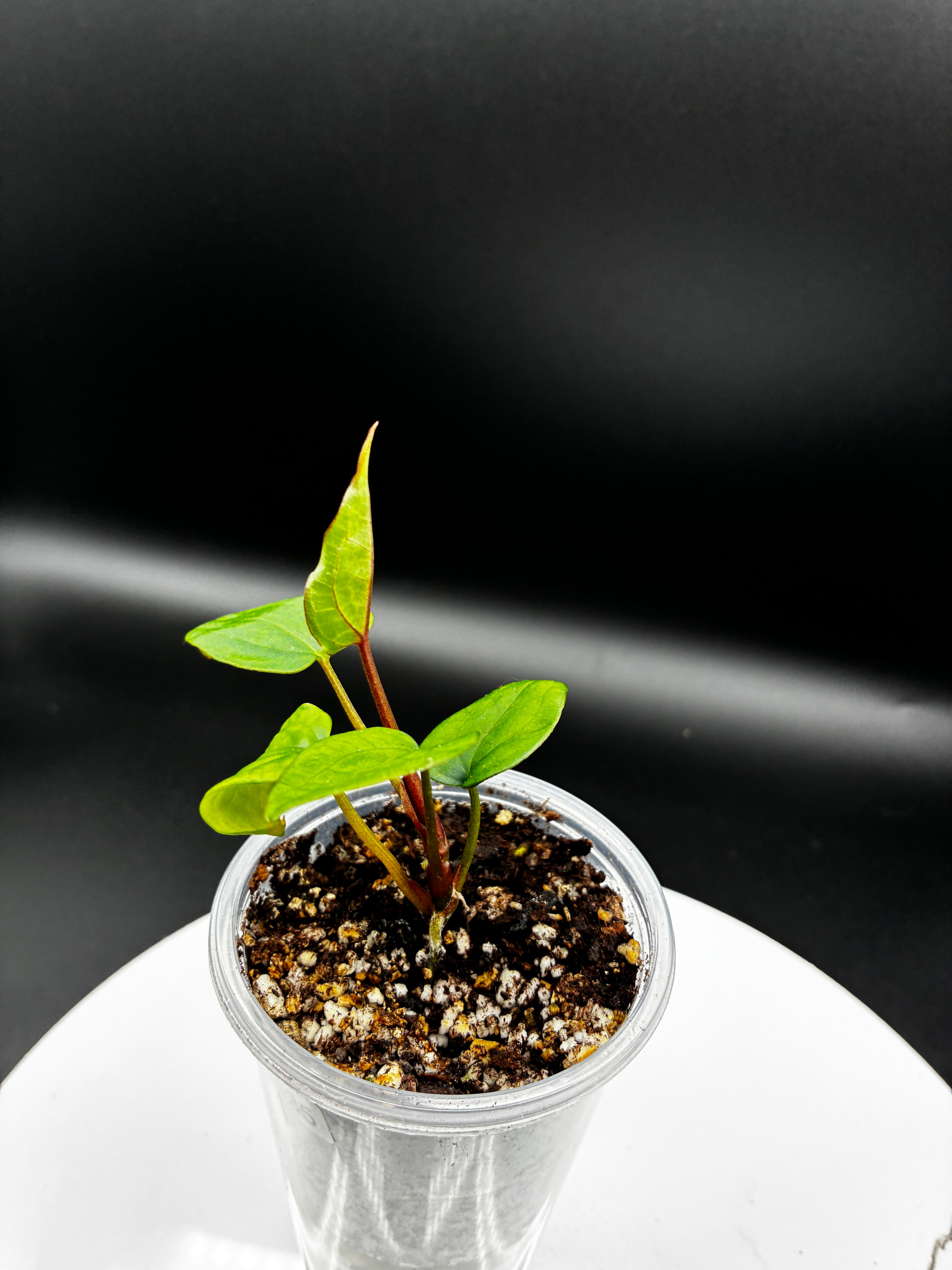 Anthurium Ace of Spades #0135