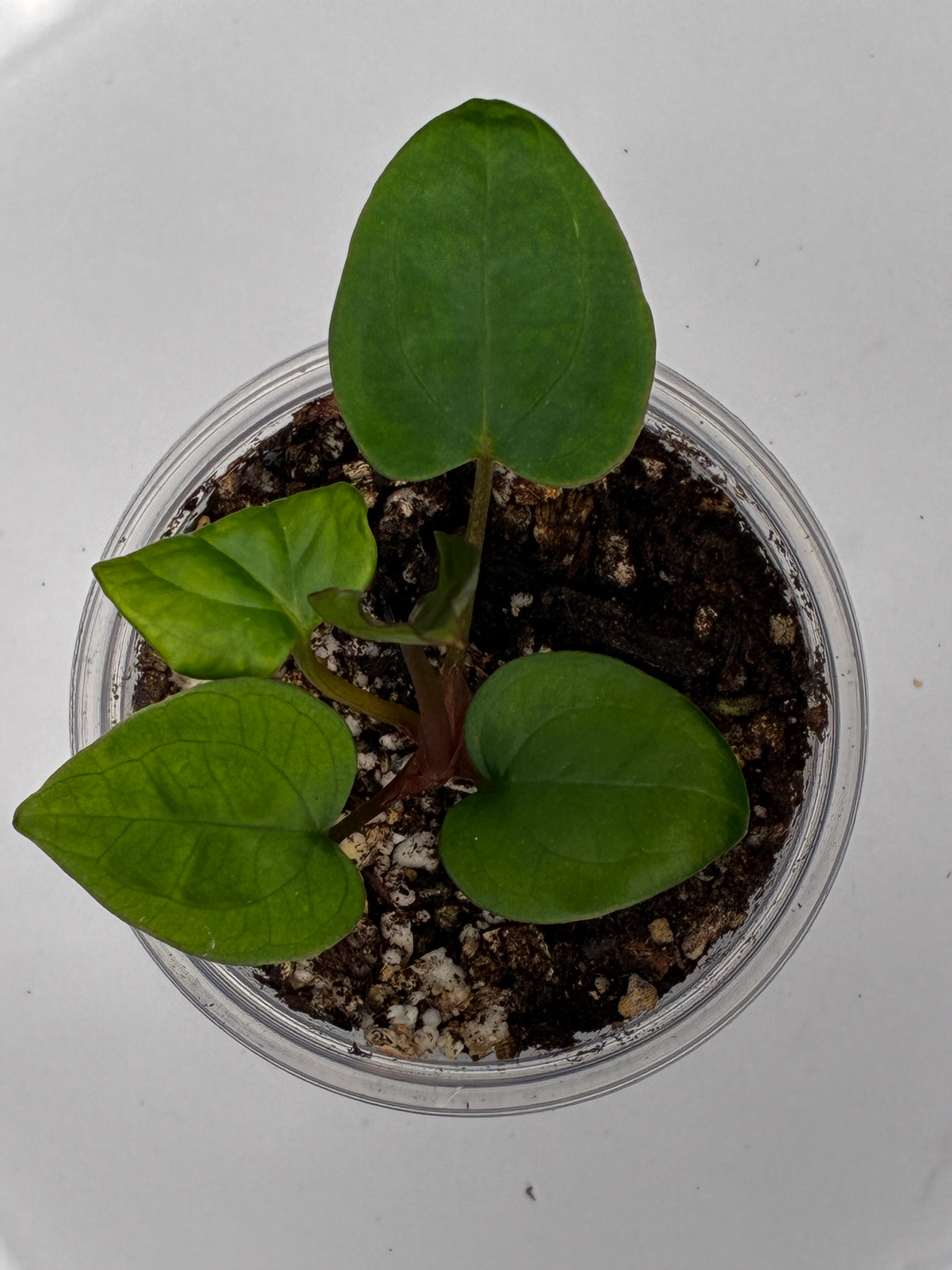 Anthurium Ace of Spades #0135