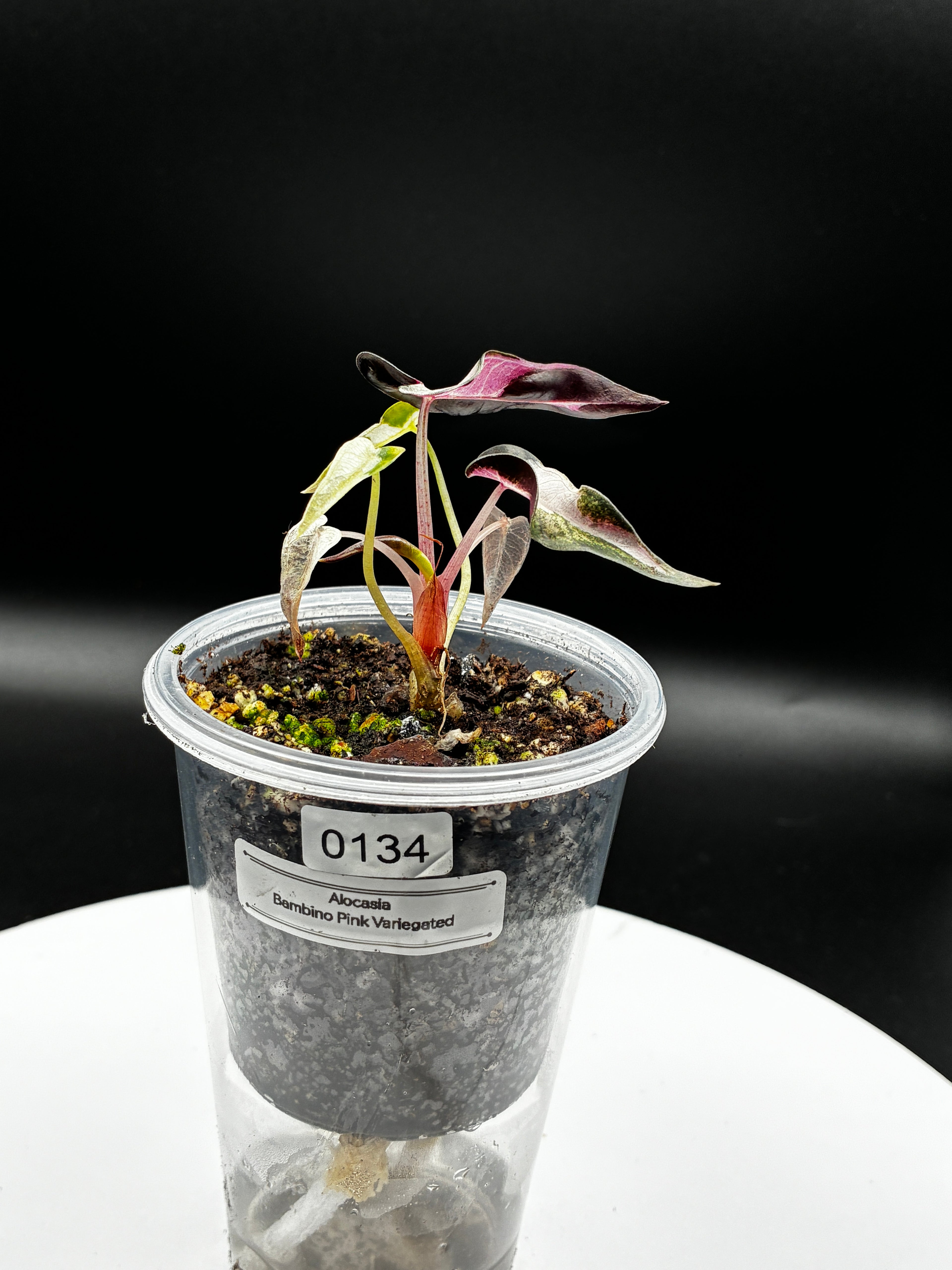 Alocasia Bambino Pink Variegated #0134