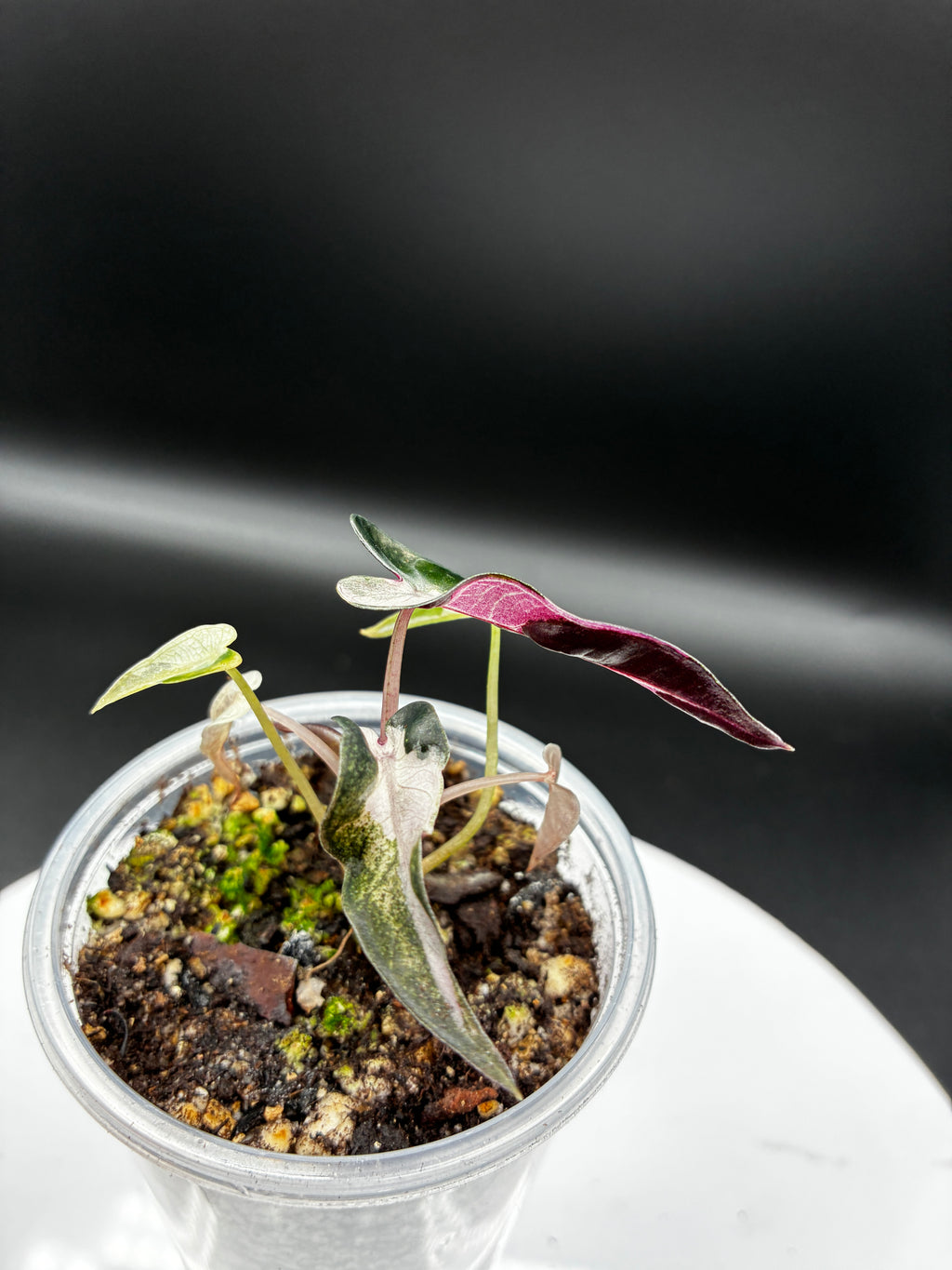 Alocasia Bambino Pink Variegated #0134