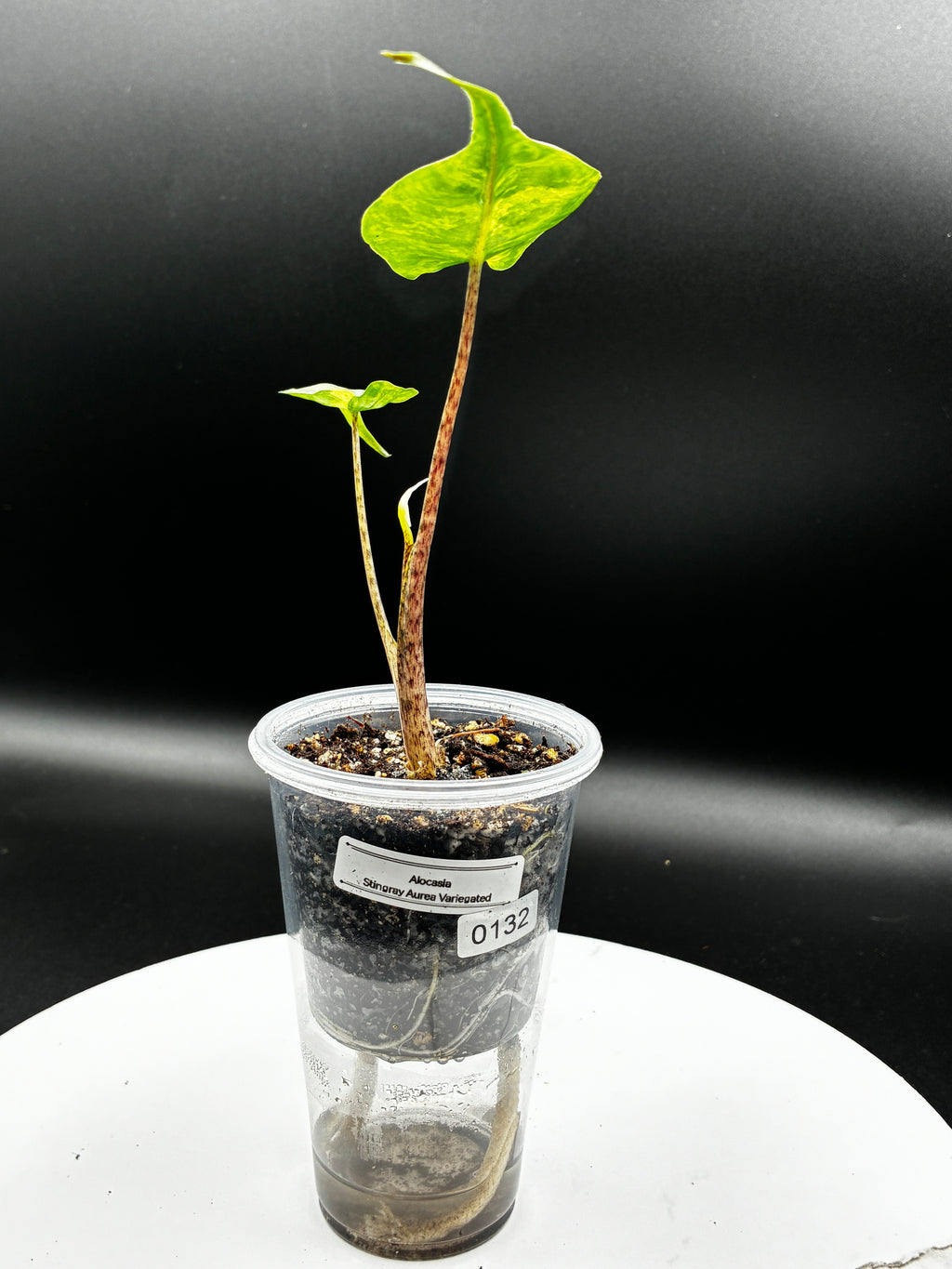 #0132 Alocasia Stingray Aurea
