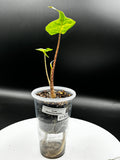 #0132 Alocasia Stingray Aurea