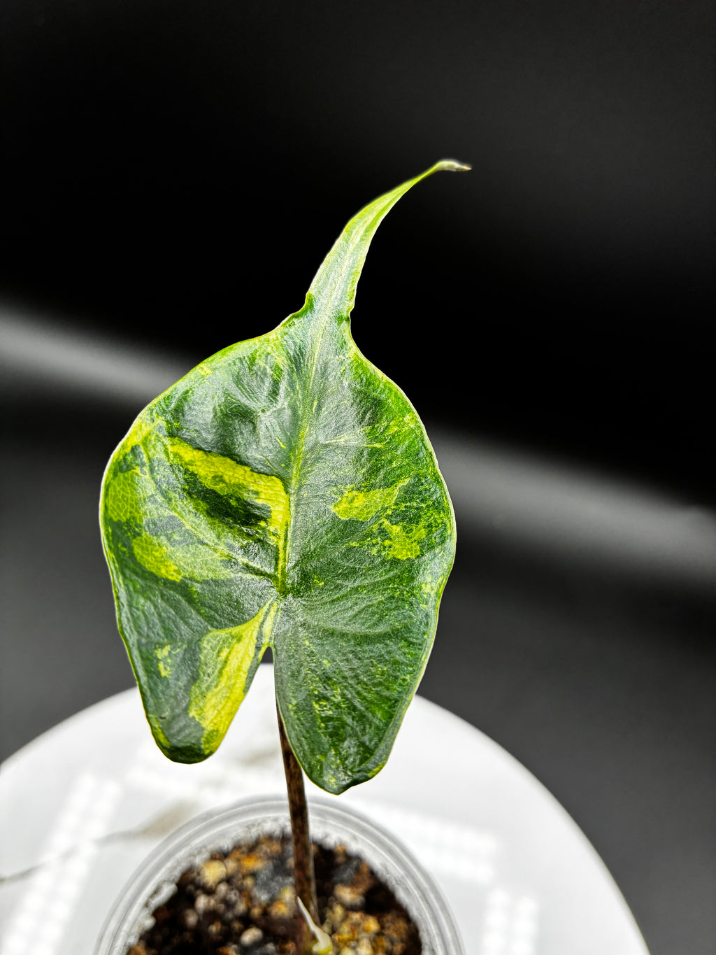 #0132 Alocasia Stingray Aurea