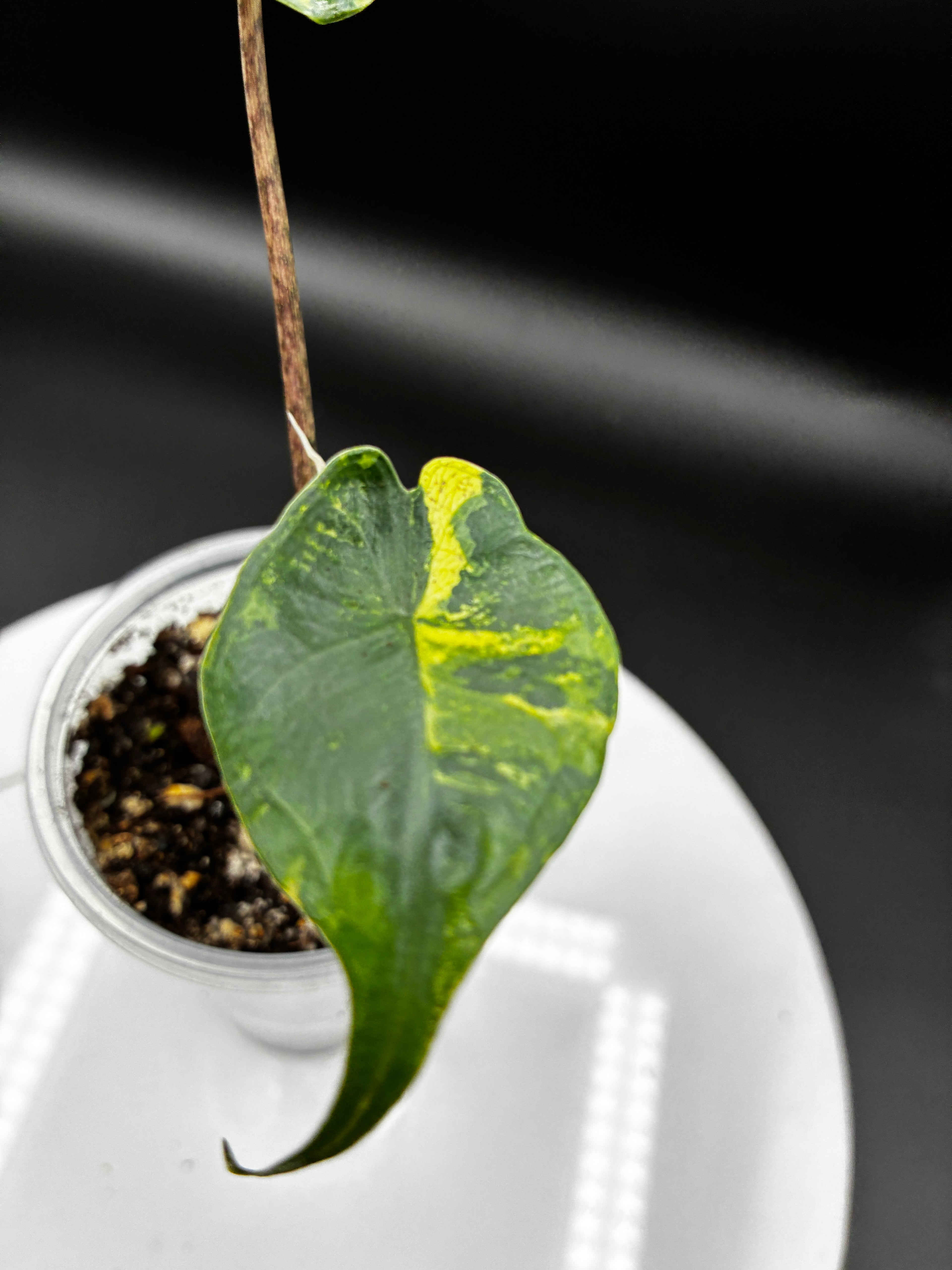 #0132 Alocasia Stingray Aurea