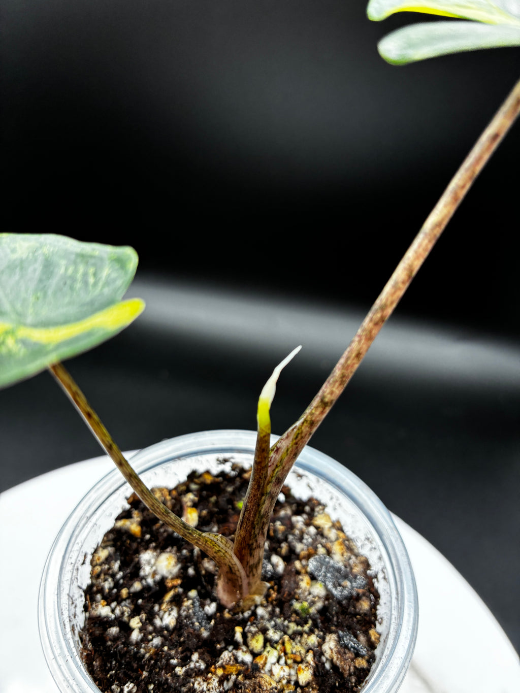 #0132 Alocasia Stingray Aurea