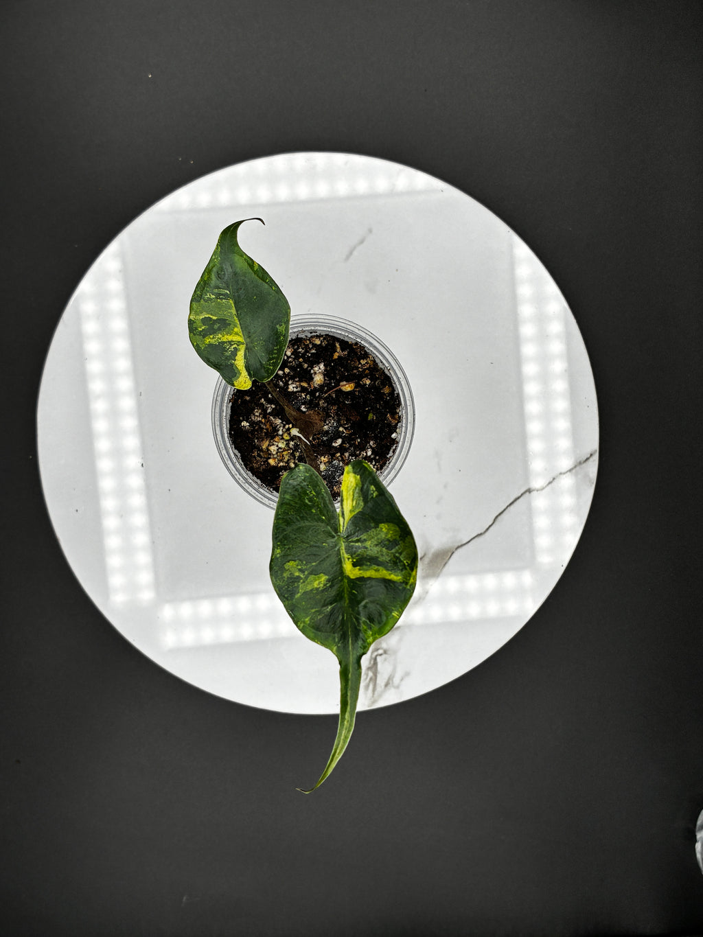 #0132 Alocasia Stingray Aurea