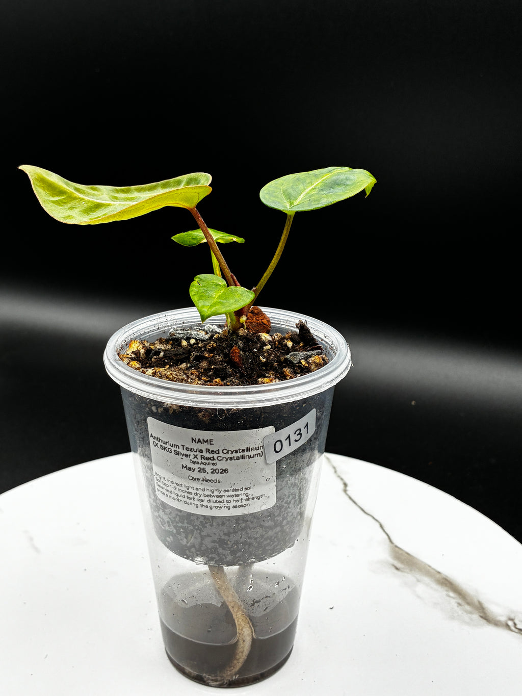 Anthurium Tezula Red Crystallinum (X SKG Silver X Red Crystallinum) #0131
