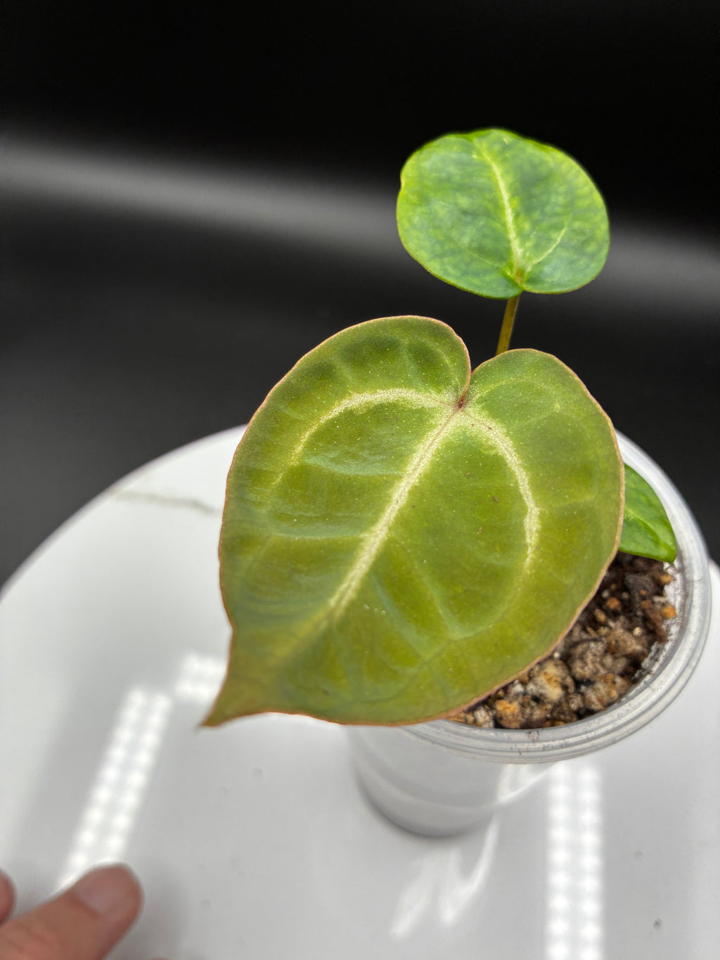 Anthurium Tezula Red Crystallinum (X SKG Silver X Red Crystallinum) #0131
