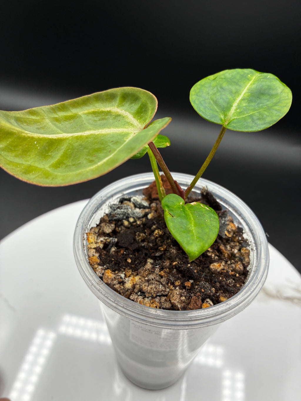 Anthurium Tezula Red Crystallinum (X SKG Silver X Red Crystallinum) #0131