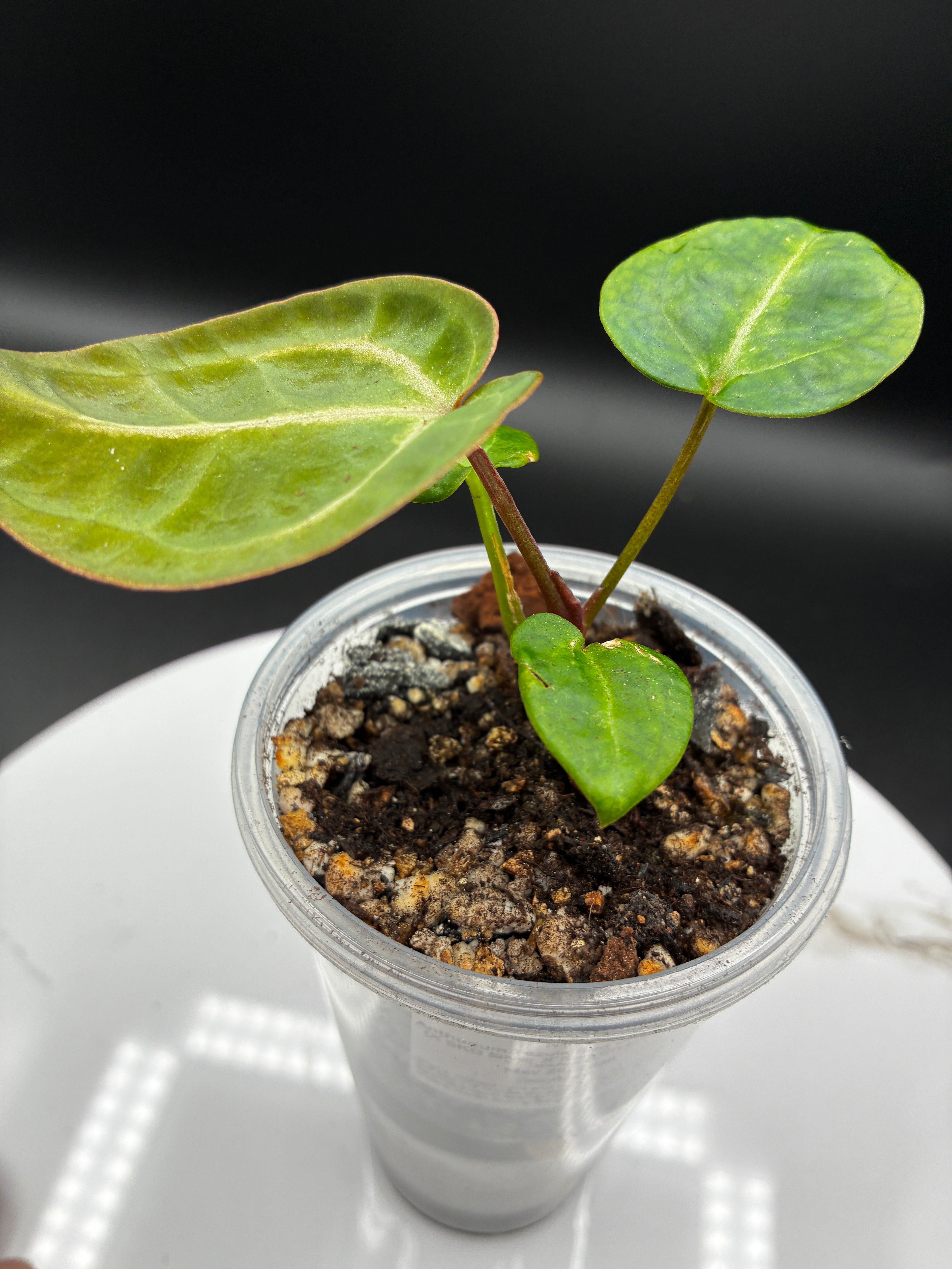 Anthurium Tezula Red Crystallinum (X SKG Silver X Red Crystallinum) #0131