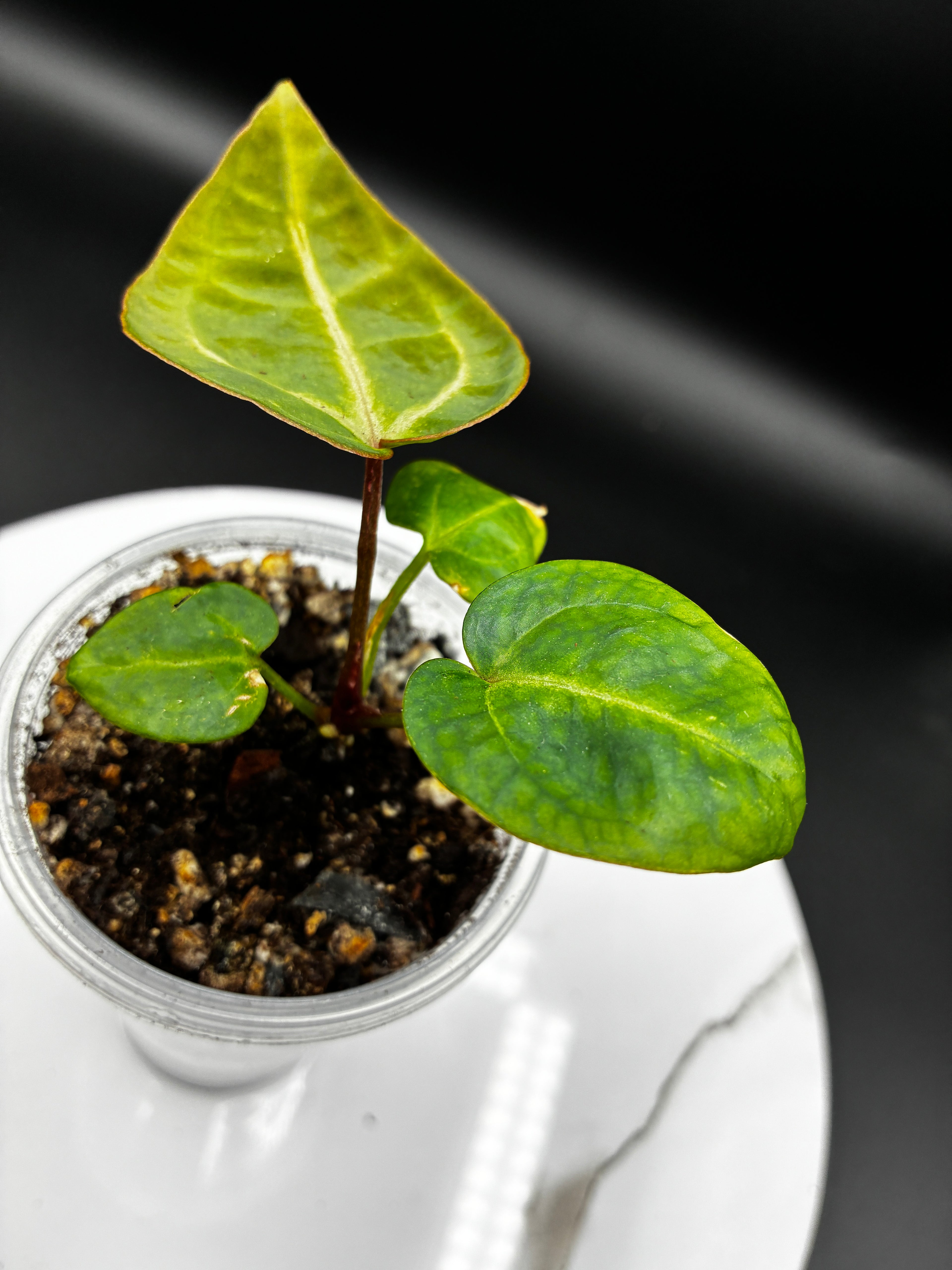 Anthurium Tezula Red Crystallinum (X SKG Silver X Red Crystallinum) #0131
