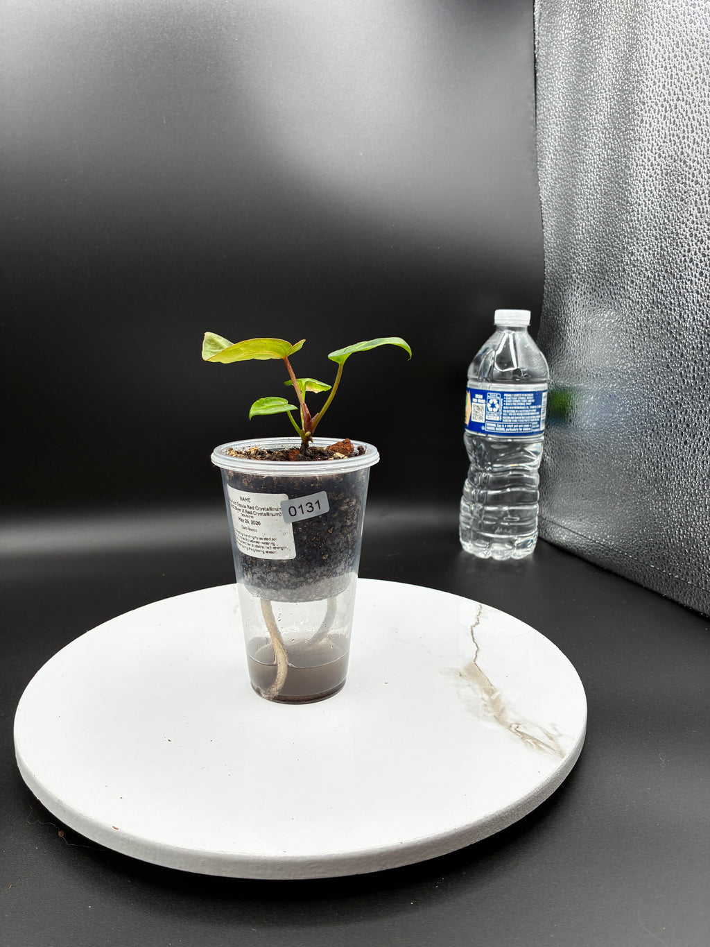 Anthurium Tezula Red Crystallinum (X SKG Silver X Red Crystallinum) #0131