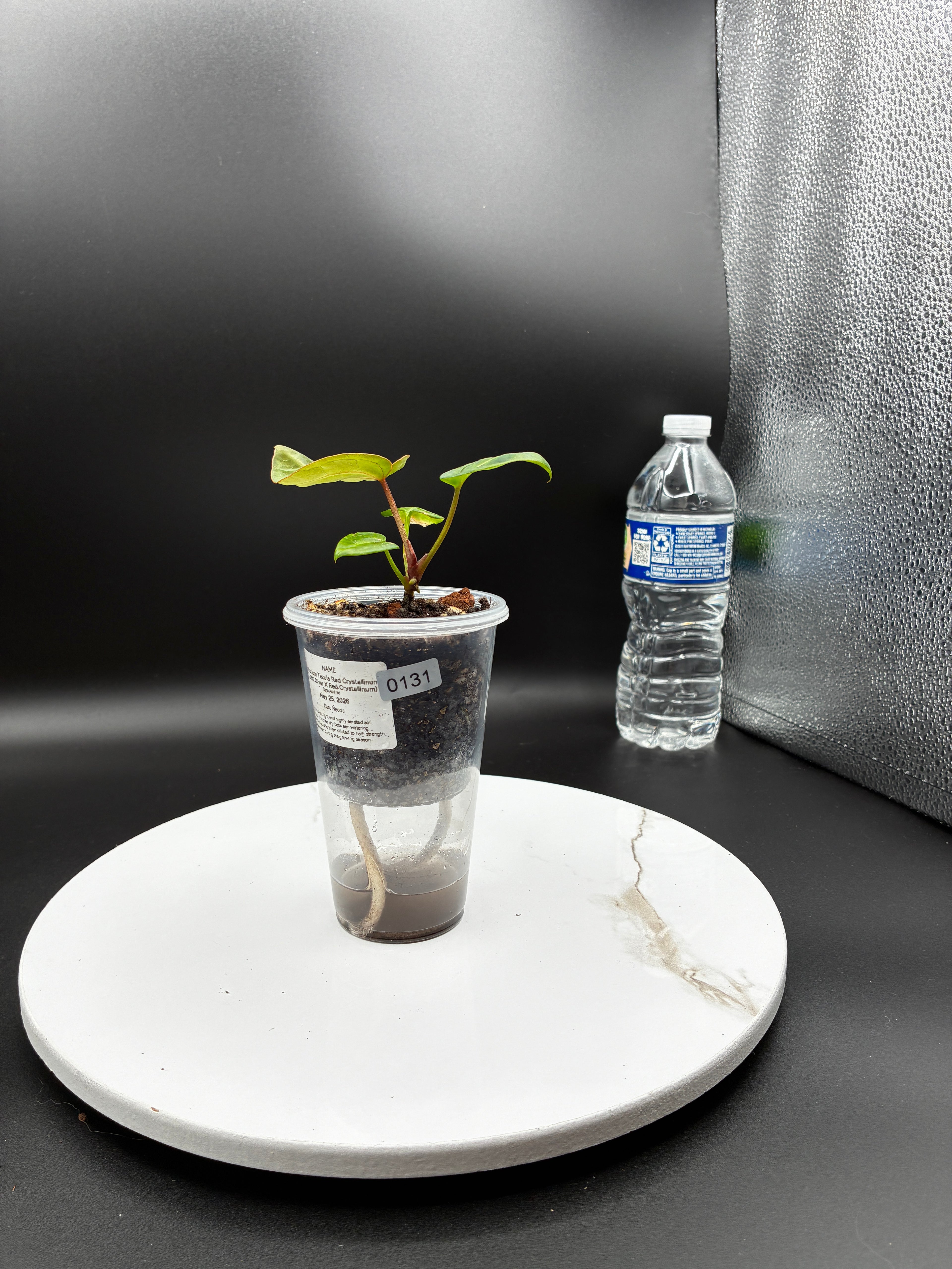 Anthurium Tezula Red Crystallinum (X SKG Silver X Red Crystallinum) #0131