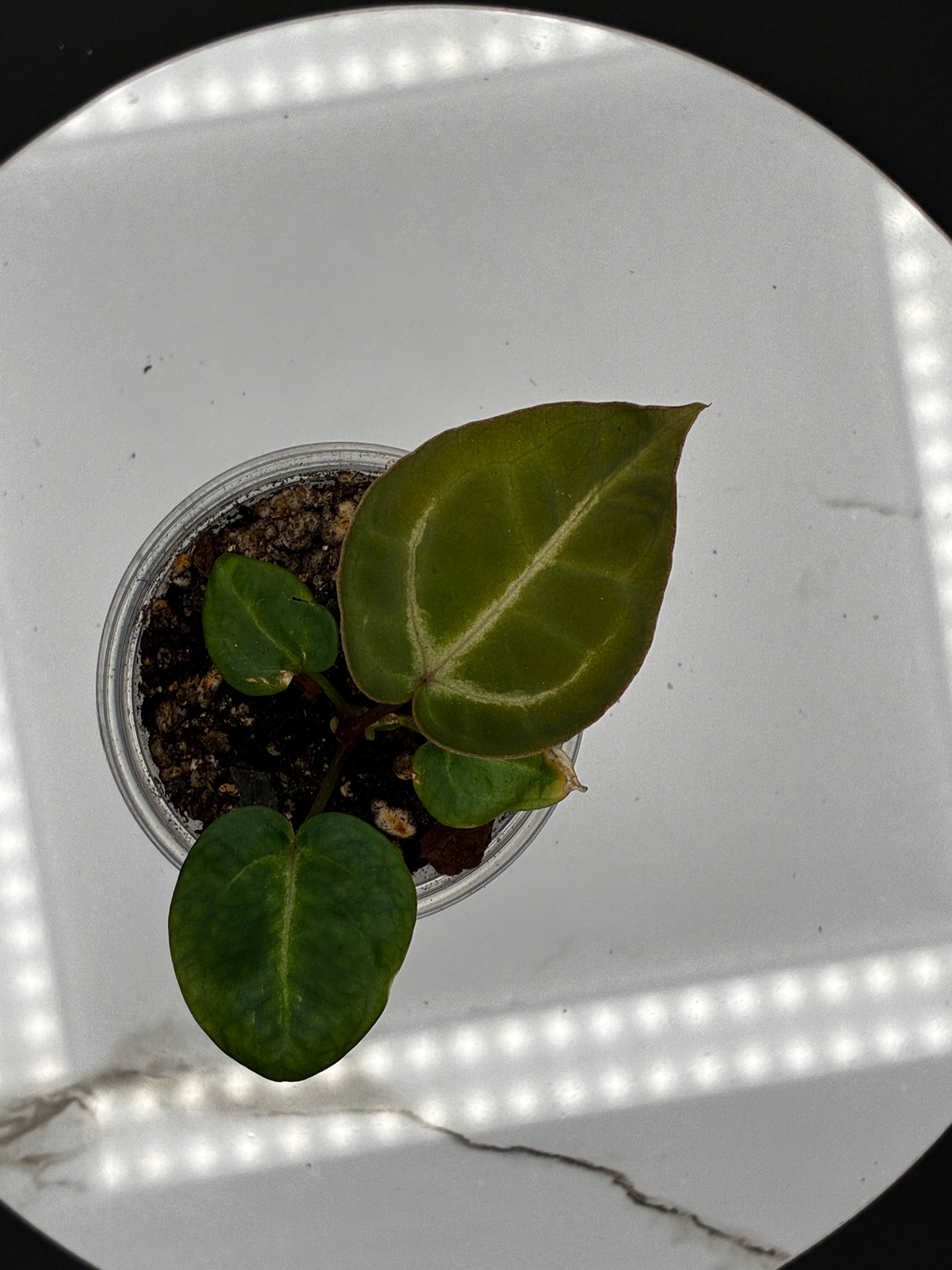 Anthurium Tezula Red Crystallinum (X SKG Silver X Red Crystallinum) #0131