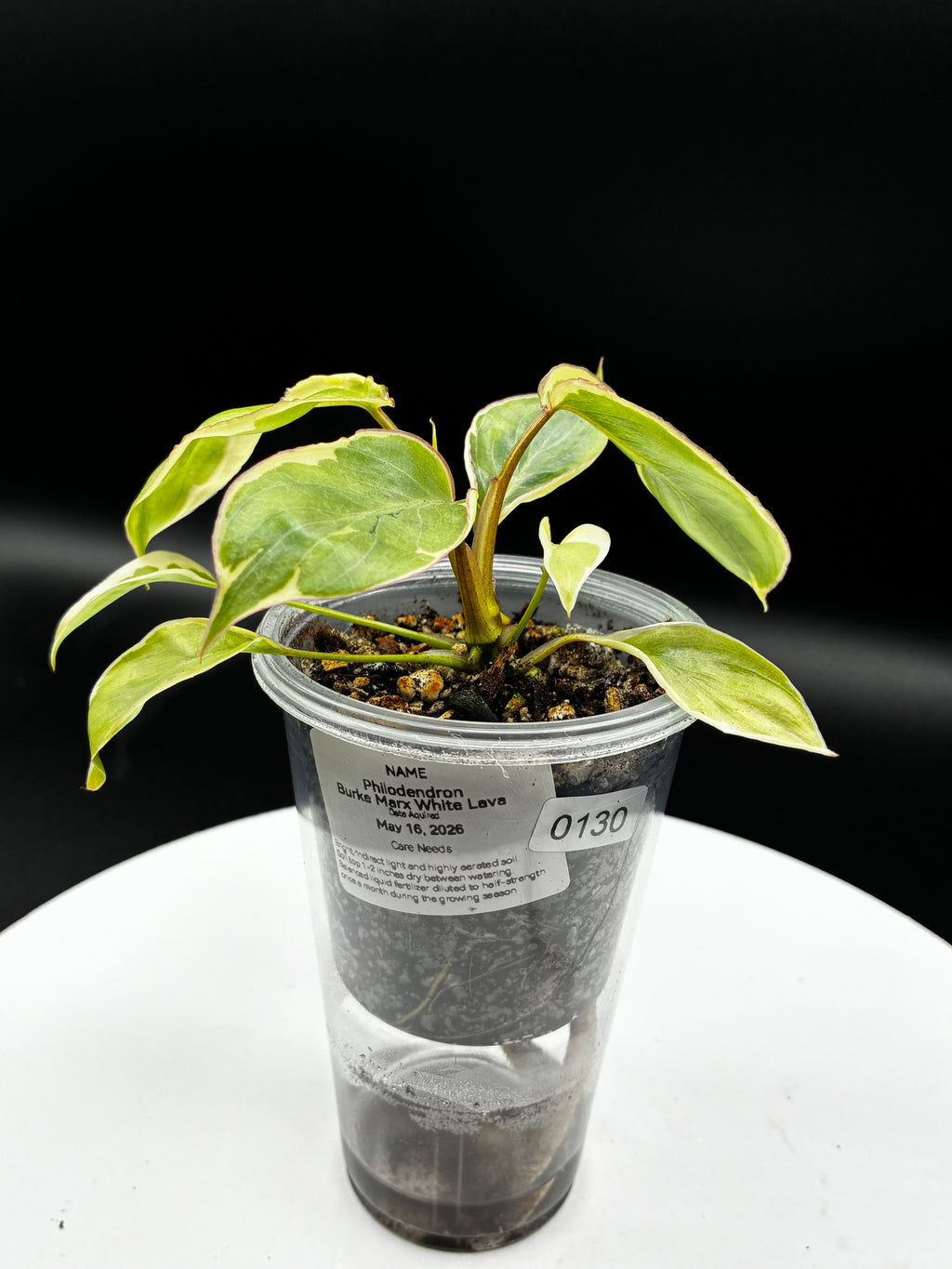 Philodendron Burle Marx White Lava #0130