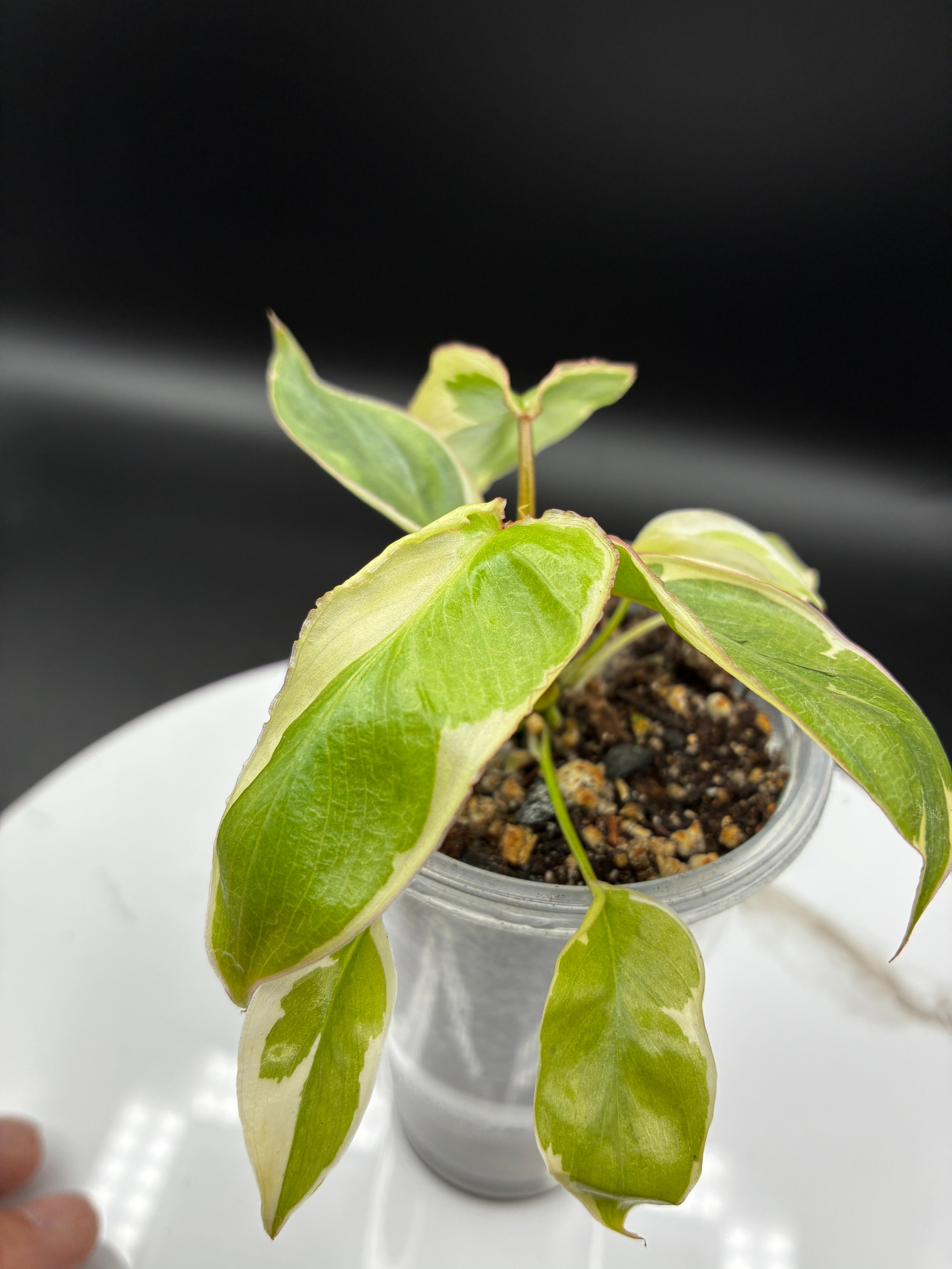 Philodendron Burle Marx White Lava #0130