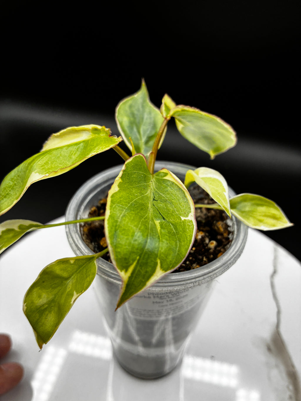 Philodendron Burle Marx White Lava #0130