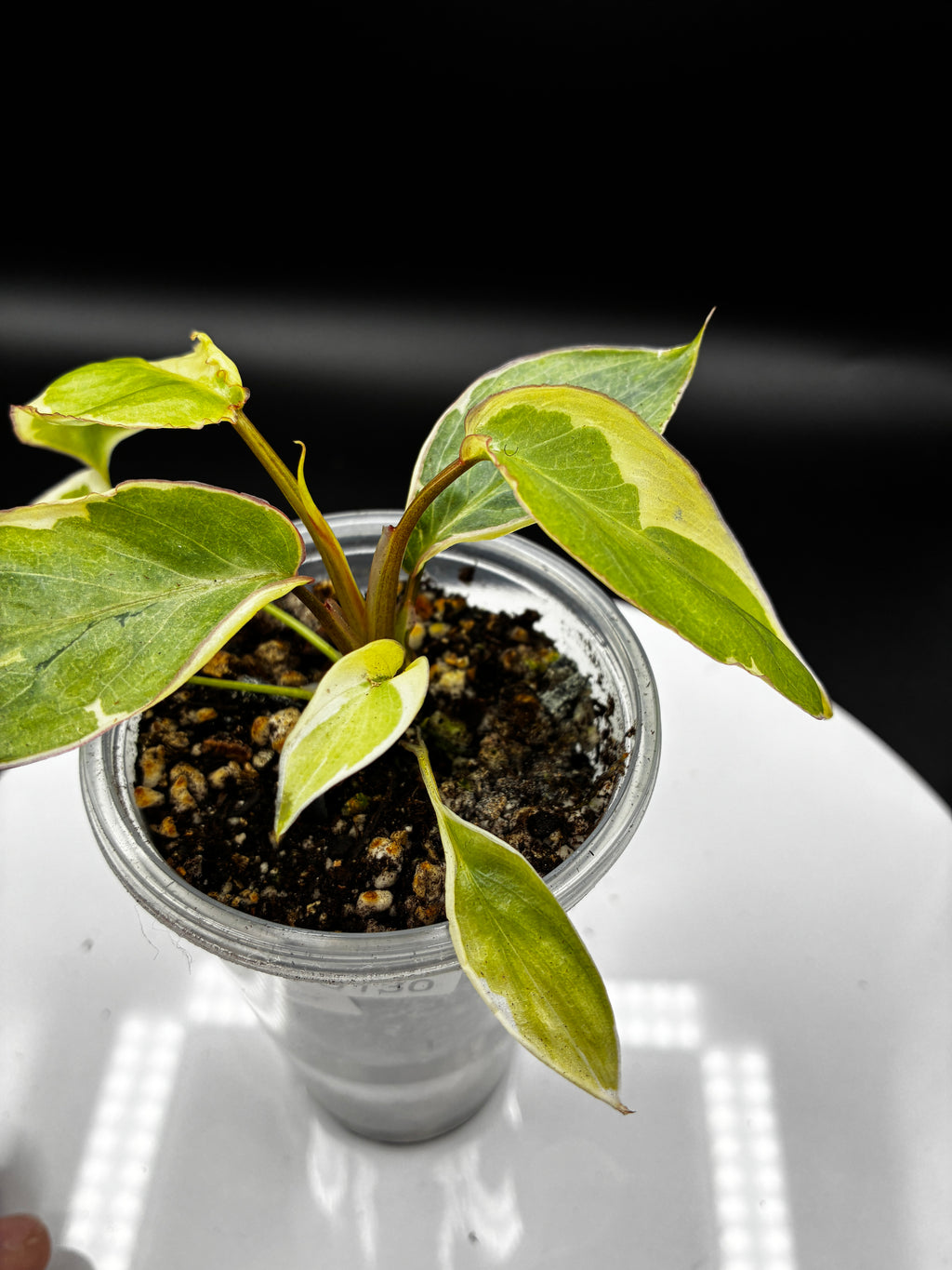 Philodendron Burle Marx White Lava #0130