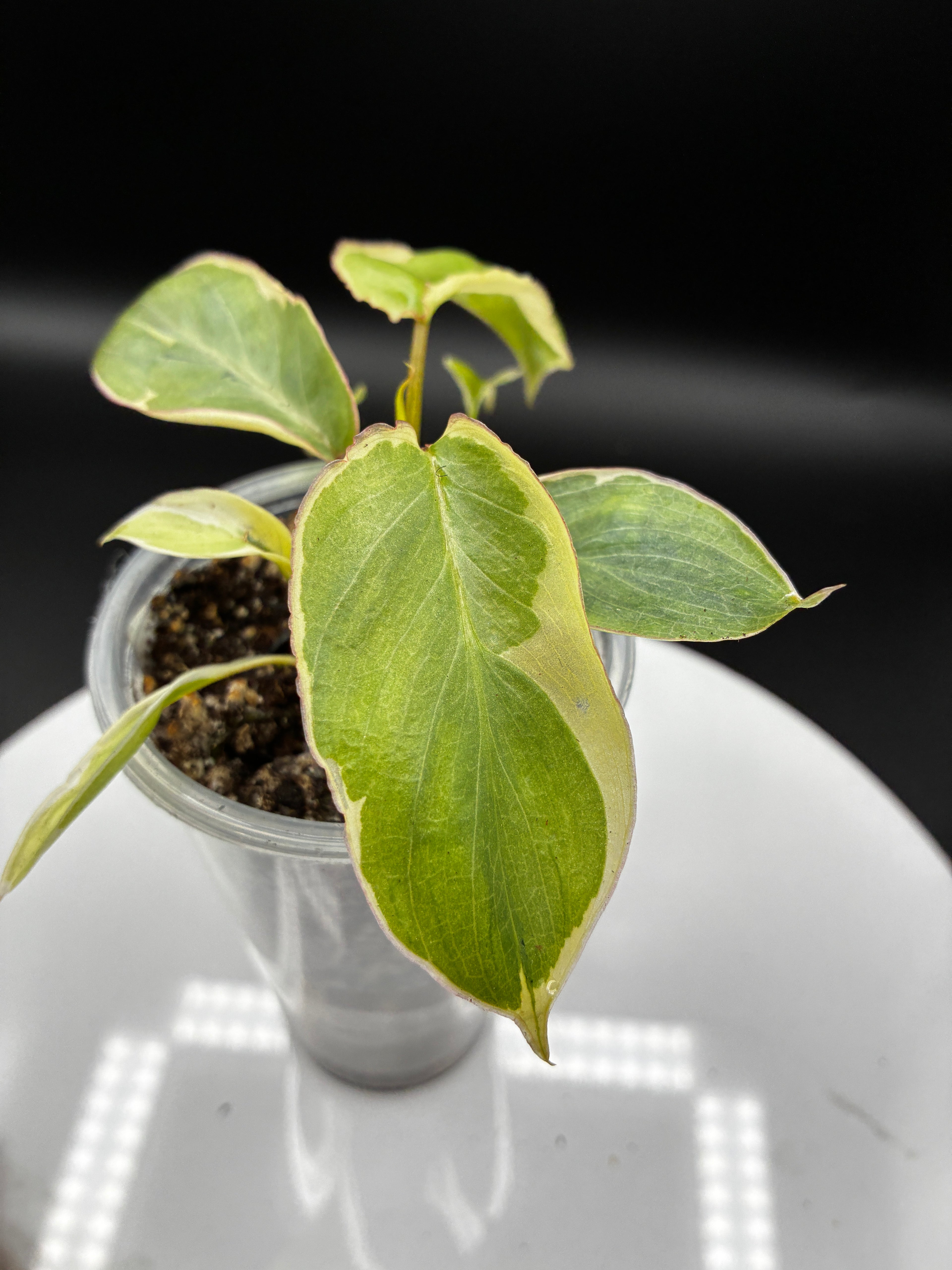 Philodendron Burle Marx White Lava #0130
