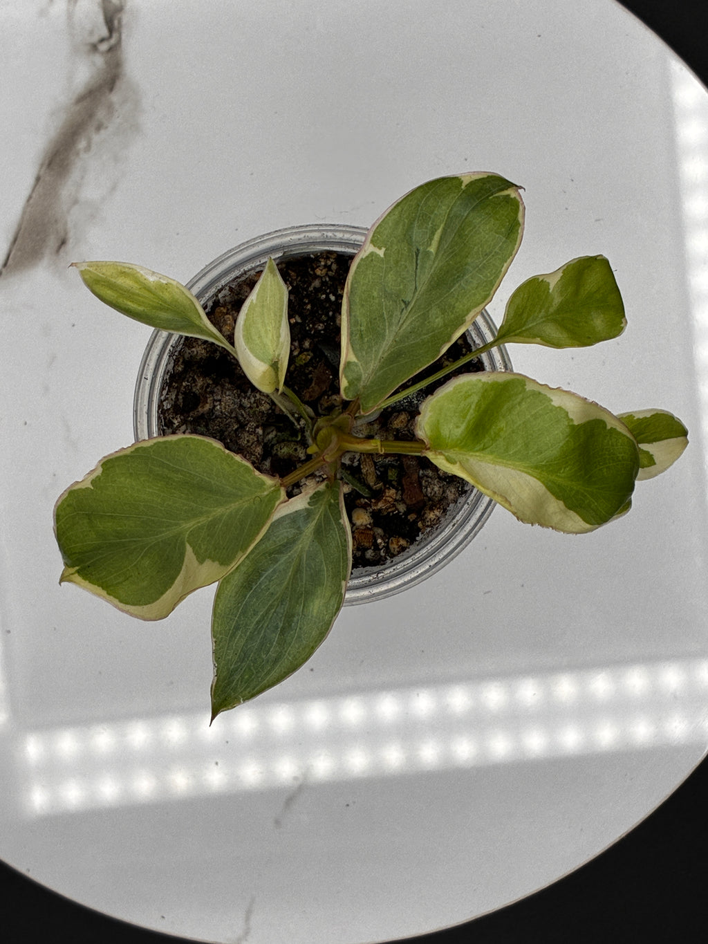 Philodendron Burle Marx White Lava #0130