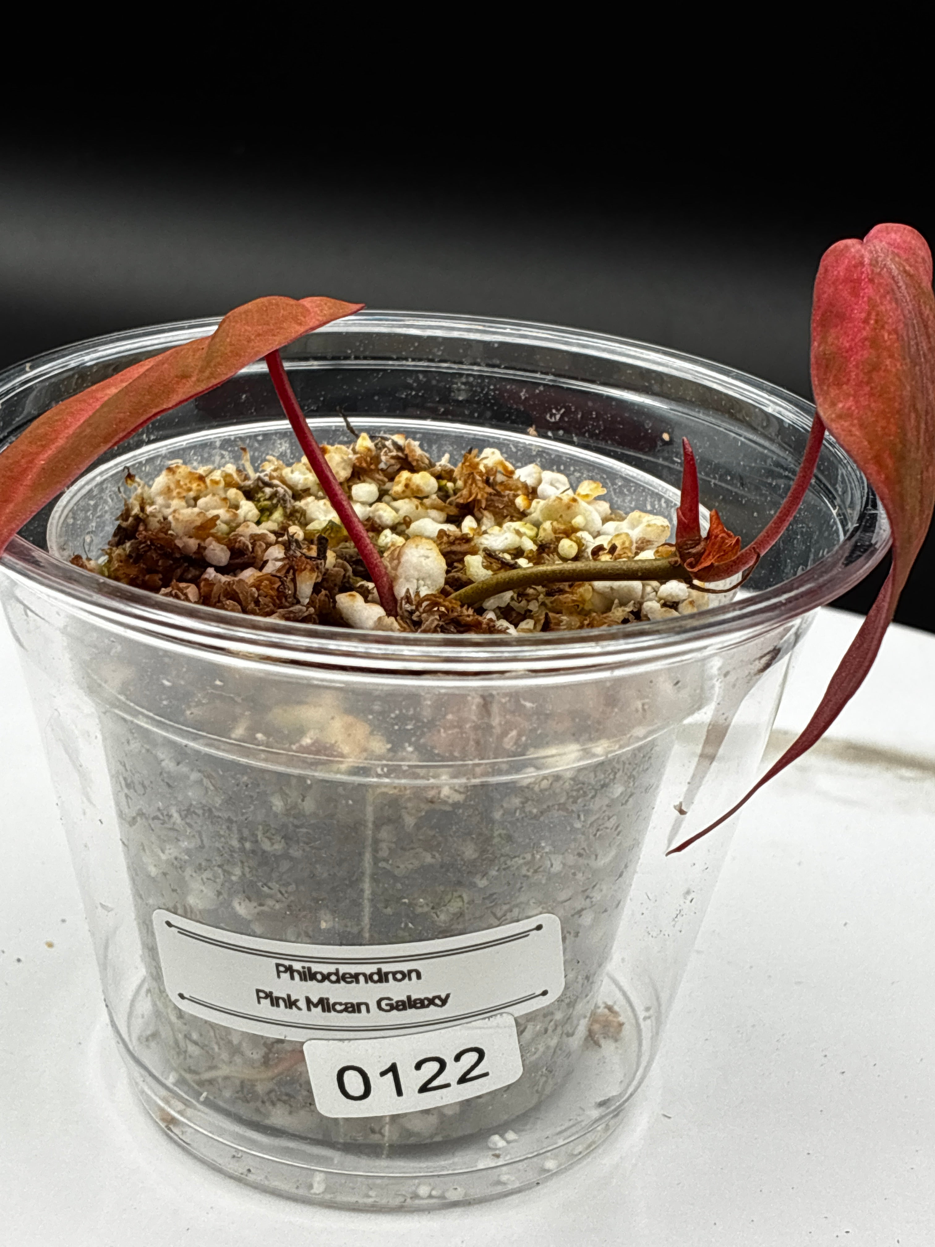Philodendron Pink Micans Galaxy #0122