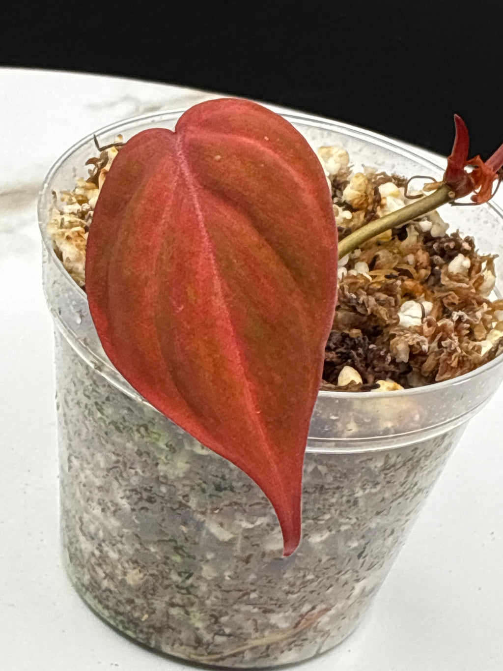 Philodendron Pink Micans Galaxy #0122