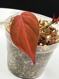 Philodendron Pink Micans Galaxy #0122