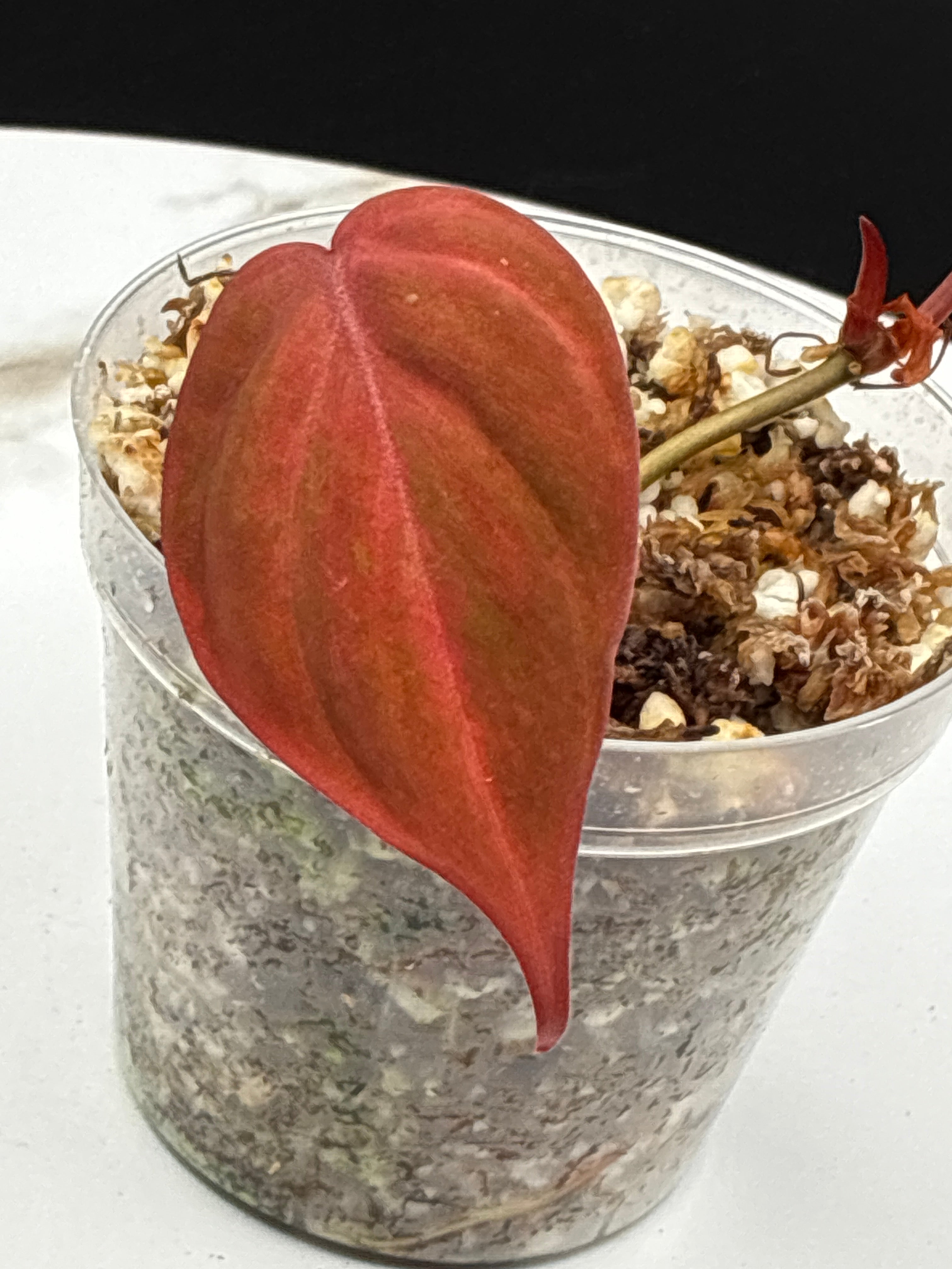 Philodendron Pink Micans Galaxy #0122