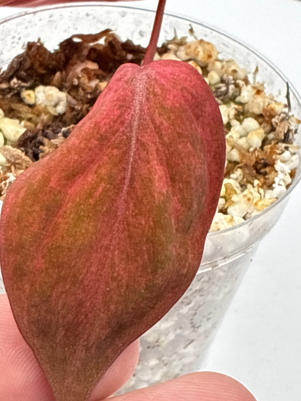 Philodendron Pink Micans Galaxy #0122
