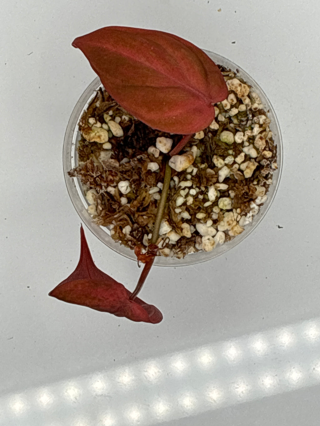 Philodendron Pink Micans Galaxy #0122