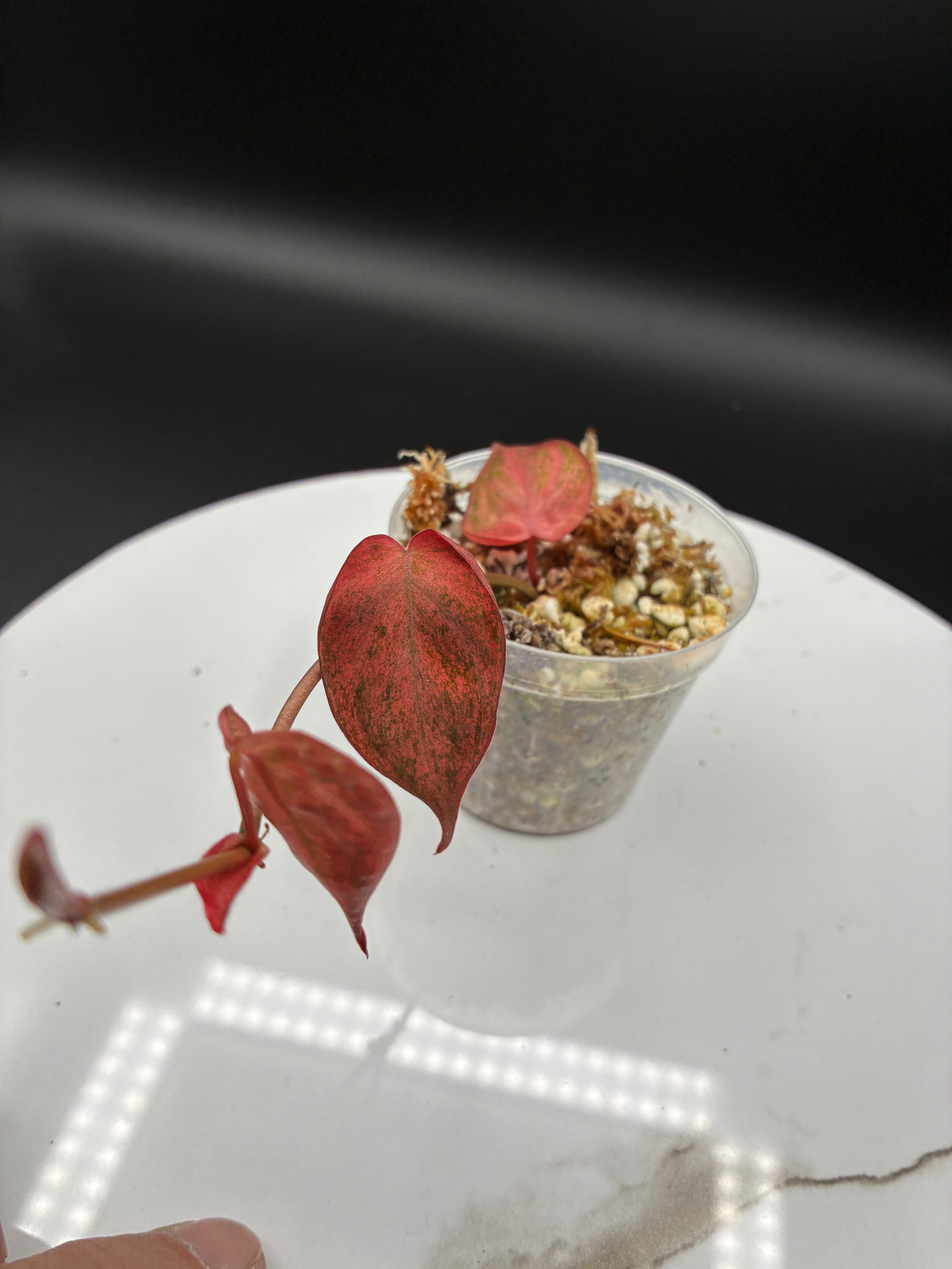 Philodendron Pink Micans Galaxy #0121