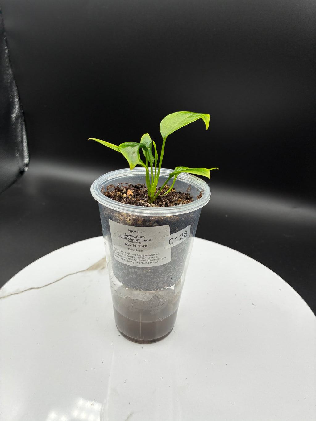 Anthurium Andraenum Jade #0128
